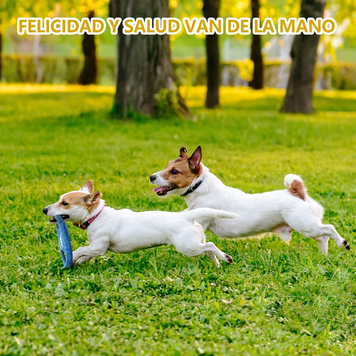 Jasonwell Juguetes para Perro 12 Piezas - Juguete Mordedera para Perro Masticar Cuerda Pelota para Cachorros Juego de Juguetes para Perros Ansiosos Juguete Interactivo para Perros Pequeños Grandes