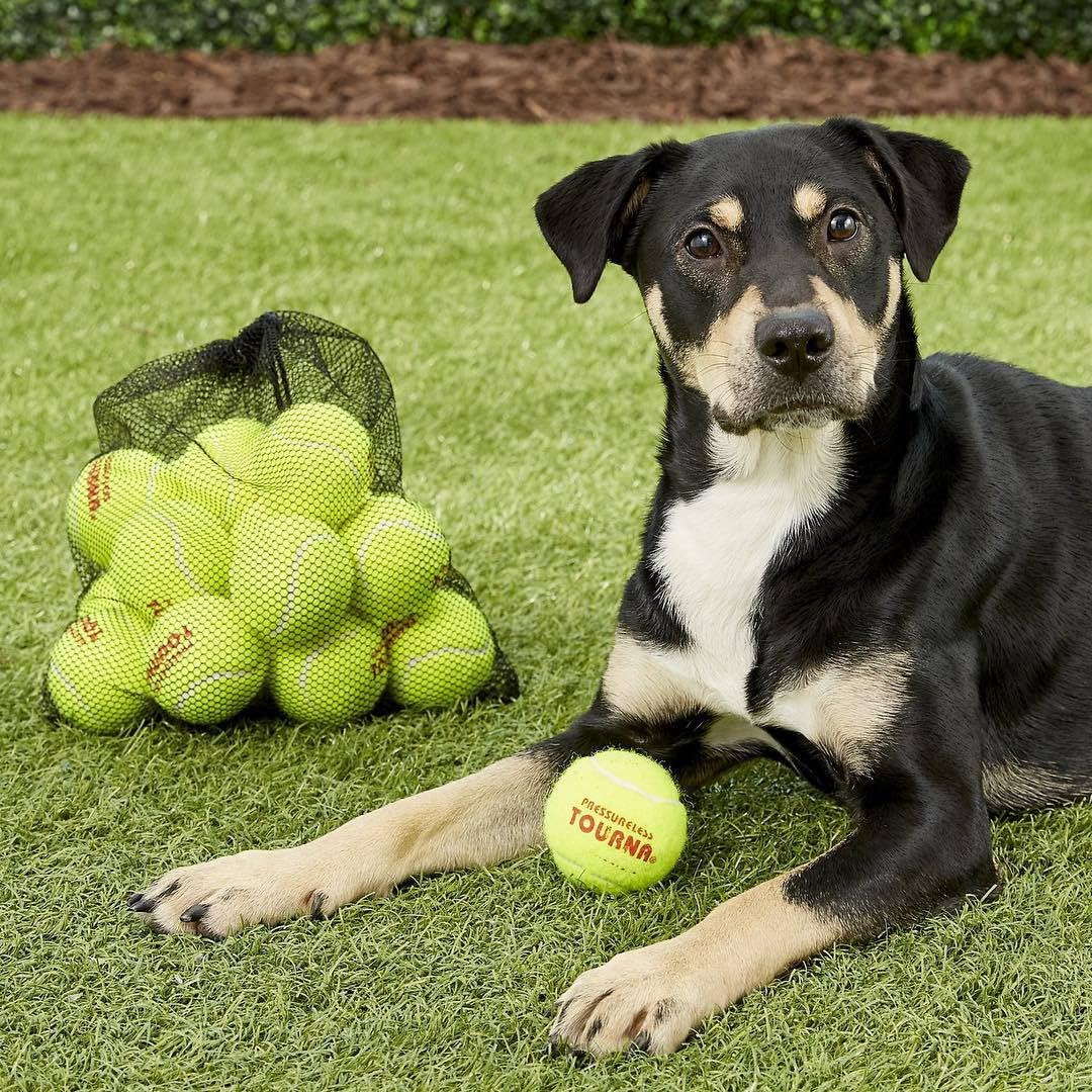 Pelota de Tenis Tourna sin Presión 60 Unidades