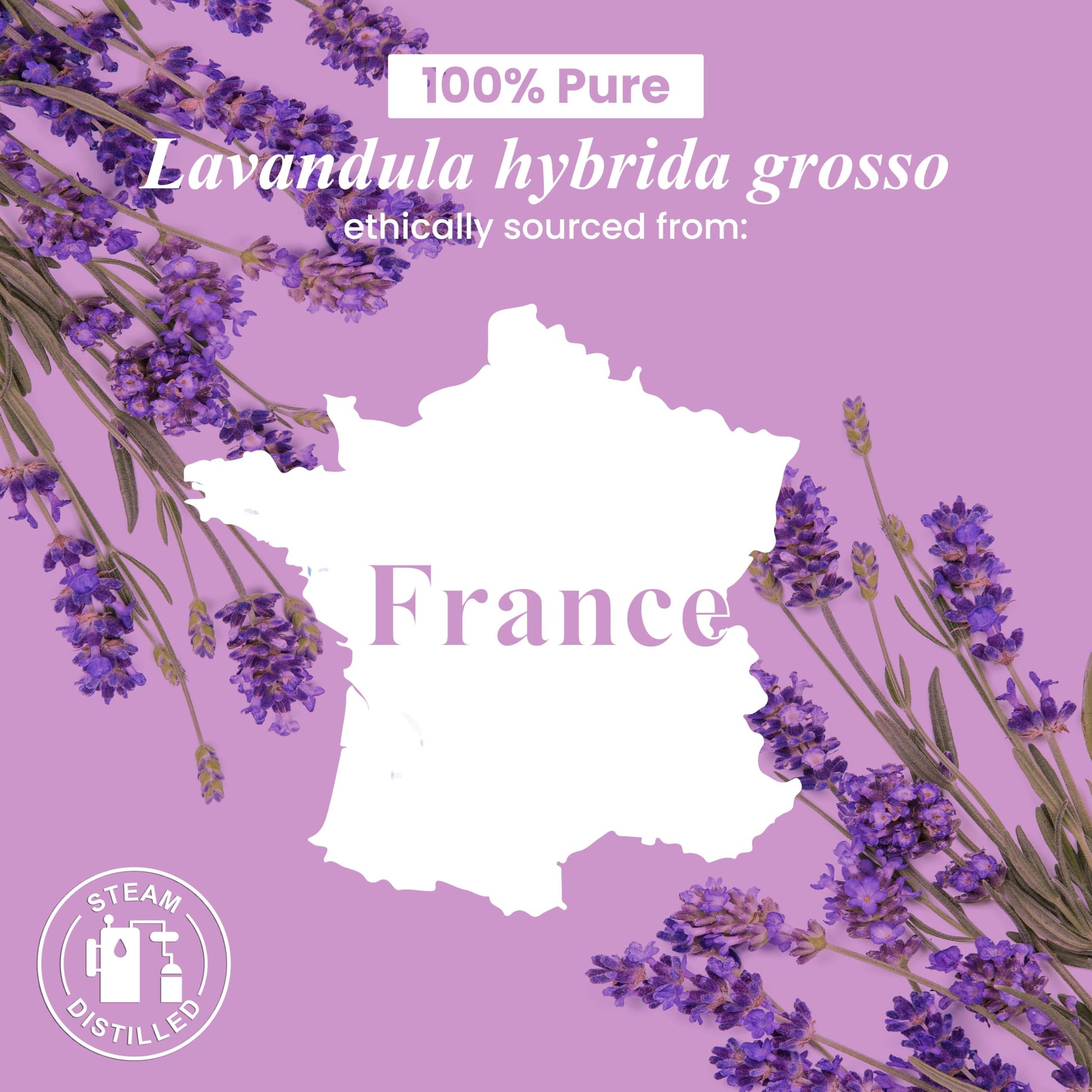 Handcraft Lavender Essential Oil - Huge 4 OZ - 100% Pure & Natural â€" Premium Therapeutic Grade with Premium Glass Dropper
