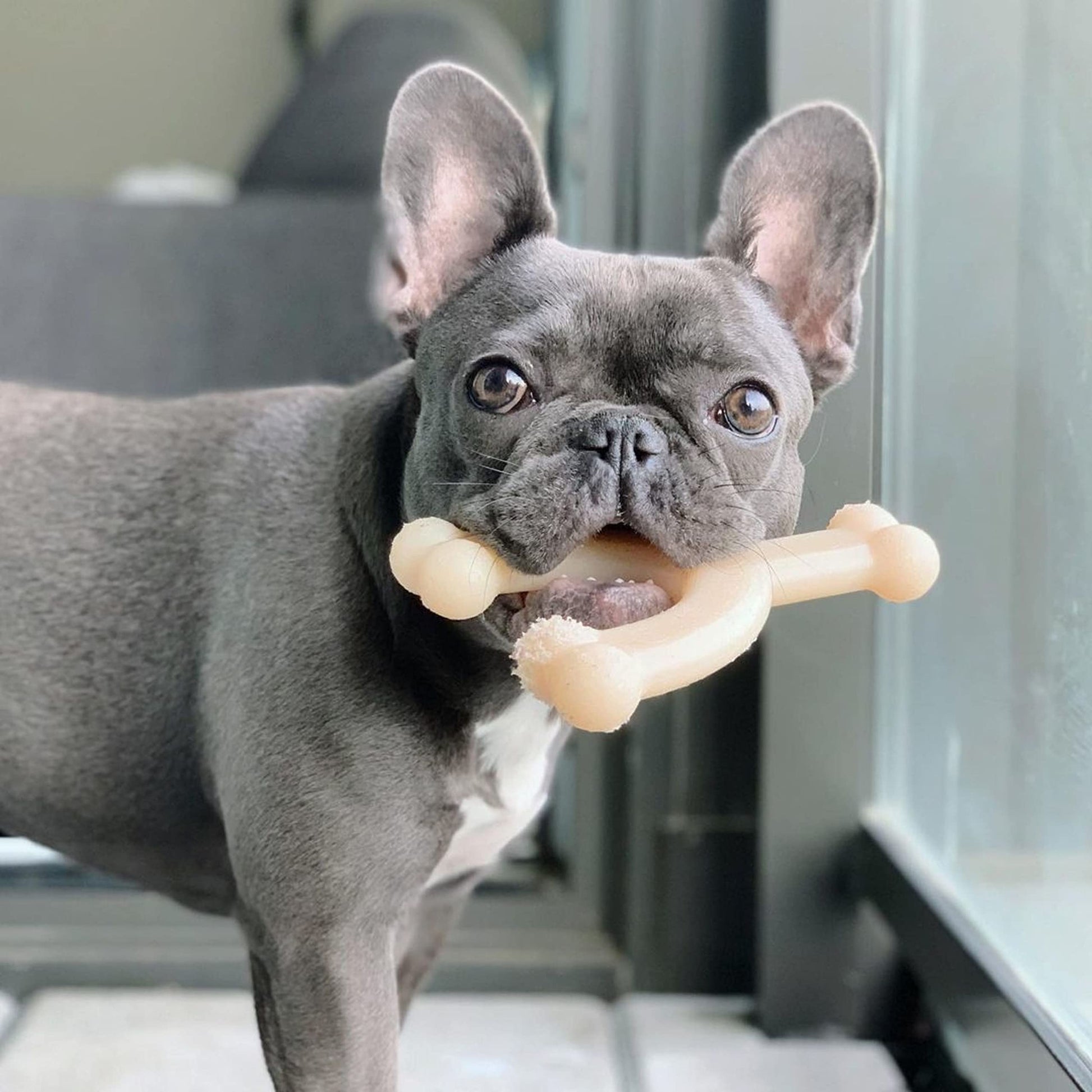 Juguete para Masticar Nylabone Wishbone Lobo Original Mediano para Perros Adultos