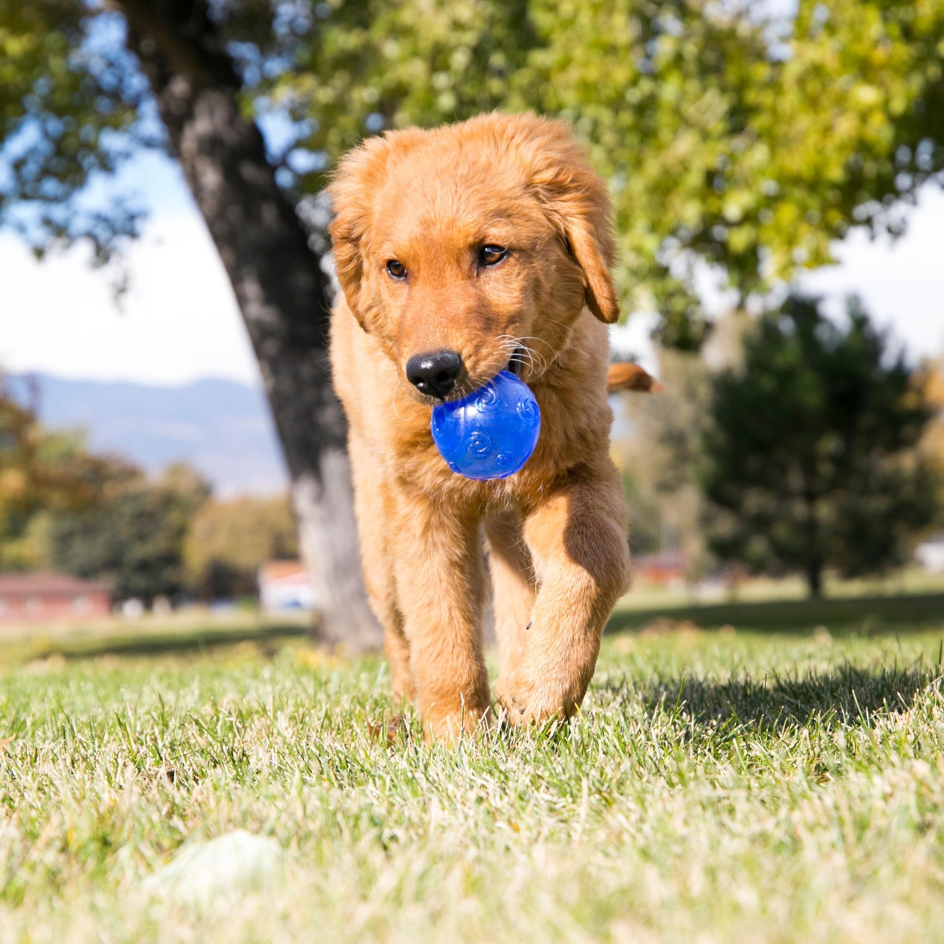 Kong pelota squeezz crackle ball grande