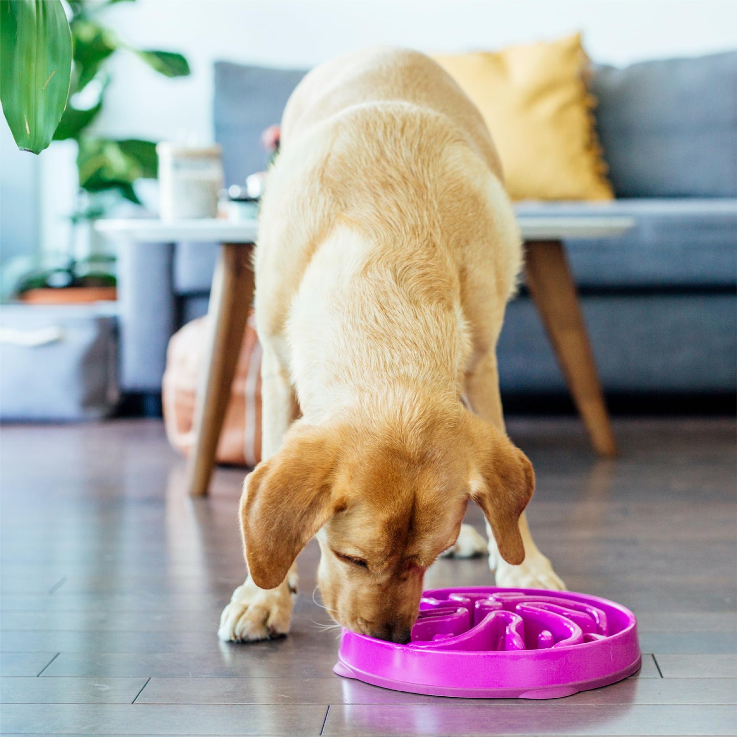 Comedero para Perros Outward Hound Púrpura Large Alimentación Lenta