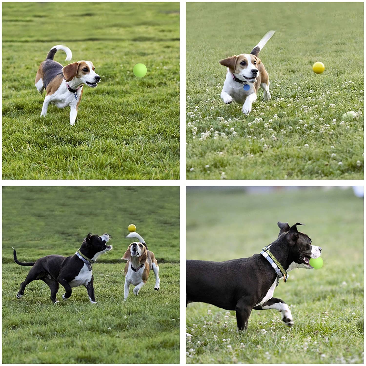 Juguetes de Cuerda Youngever para Perro Mediano a Grande Paquete de 4