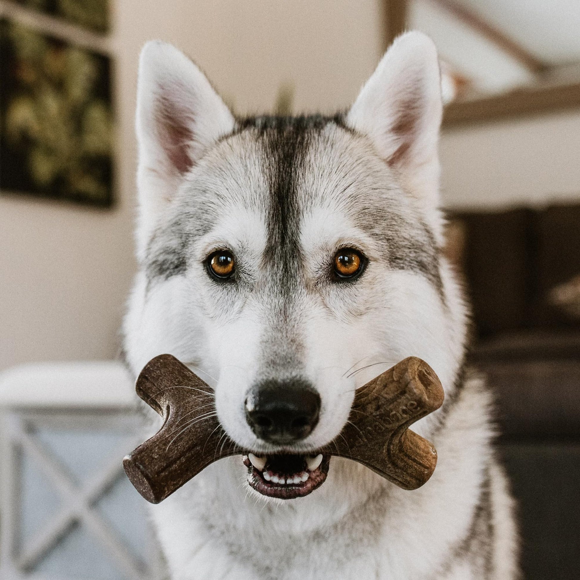 Lumabone Real Bacon - Paquete de 3 Juguetes masticables duraderos para masticadores agresivos, Fabricados en Estados Unidos - Wishbone, Zaggler, Stick