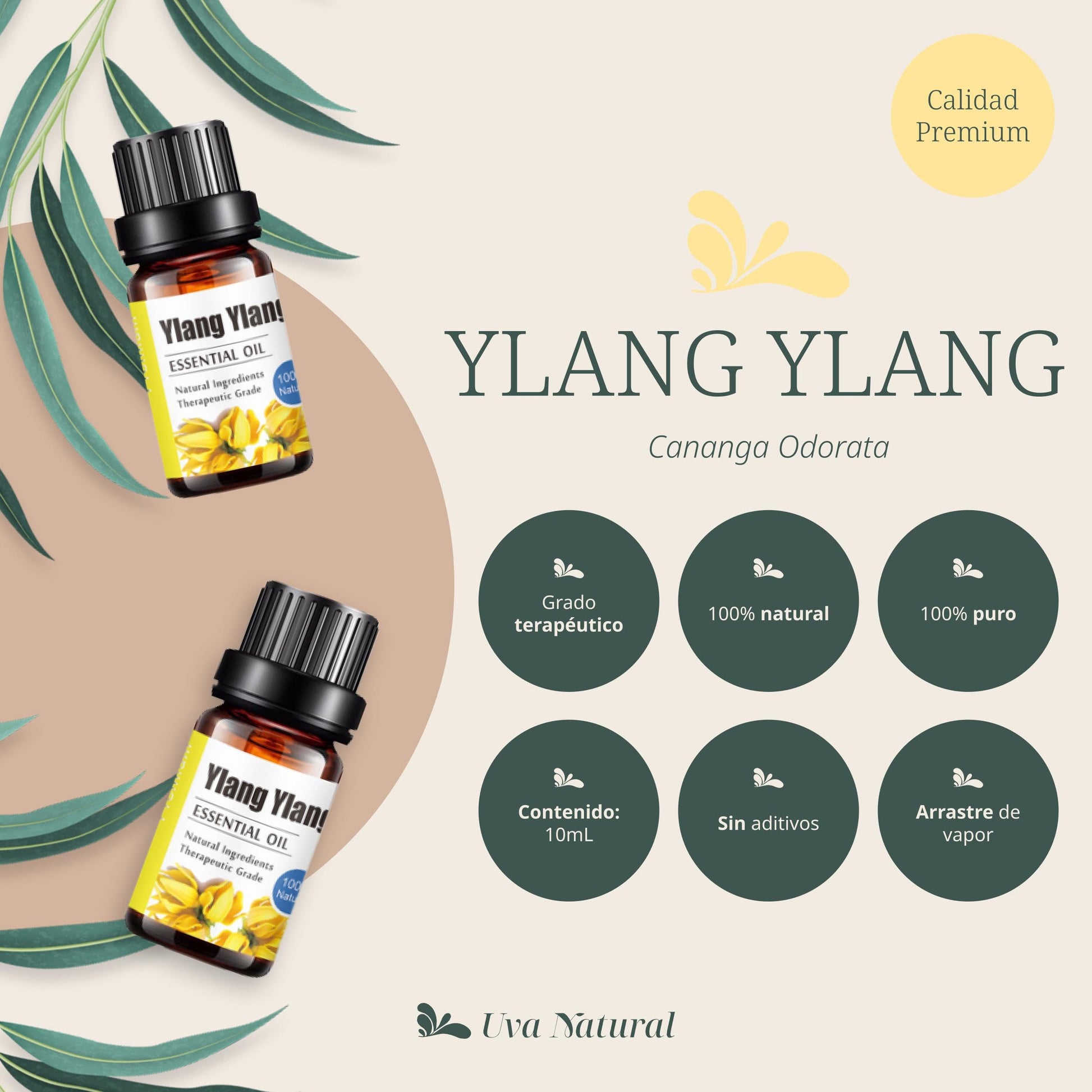 Aceites Esenciales Ylang Ylang Natural UVa Natural Conjunto de Difusores y Humidificadores 10 ML con Caja de Regalo