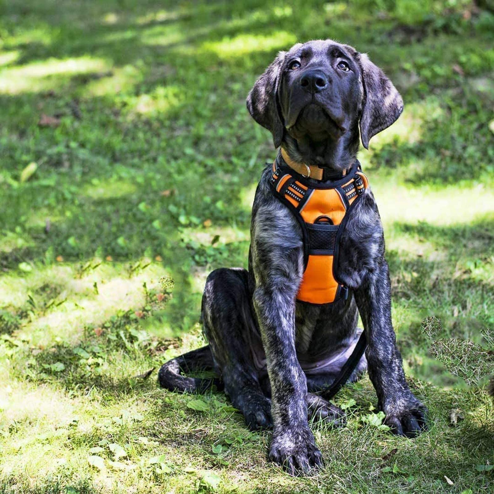 Arnés para Perro Rabbitgoo Naranja con Líneas Reflectantes y Chaleco Acolchado Ajustable para Adiestramiento y Correr Tamaño Mediano