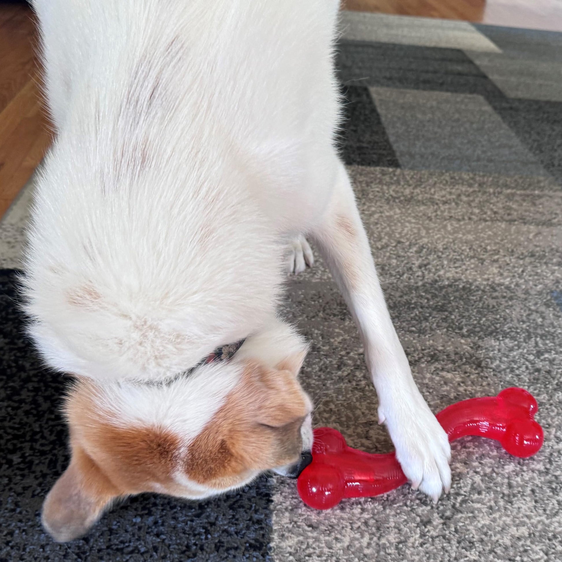 Juguete para Perros SPOT Play Strong S Bone rojo Duradero para masticadores agresivos