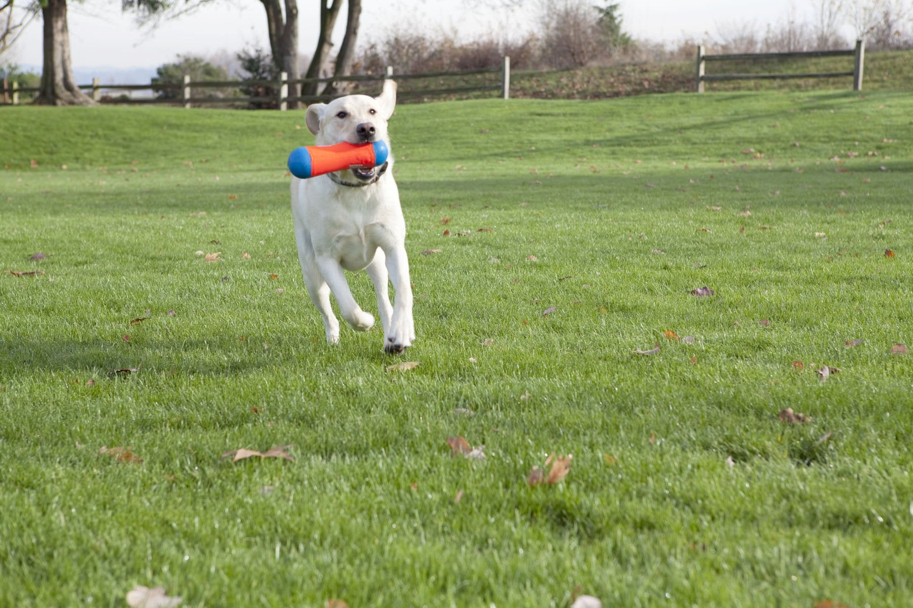 Chuckit! Juguete de Perro para Parachoques, tamaño Mediano