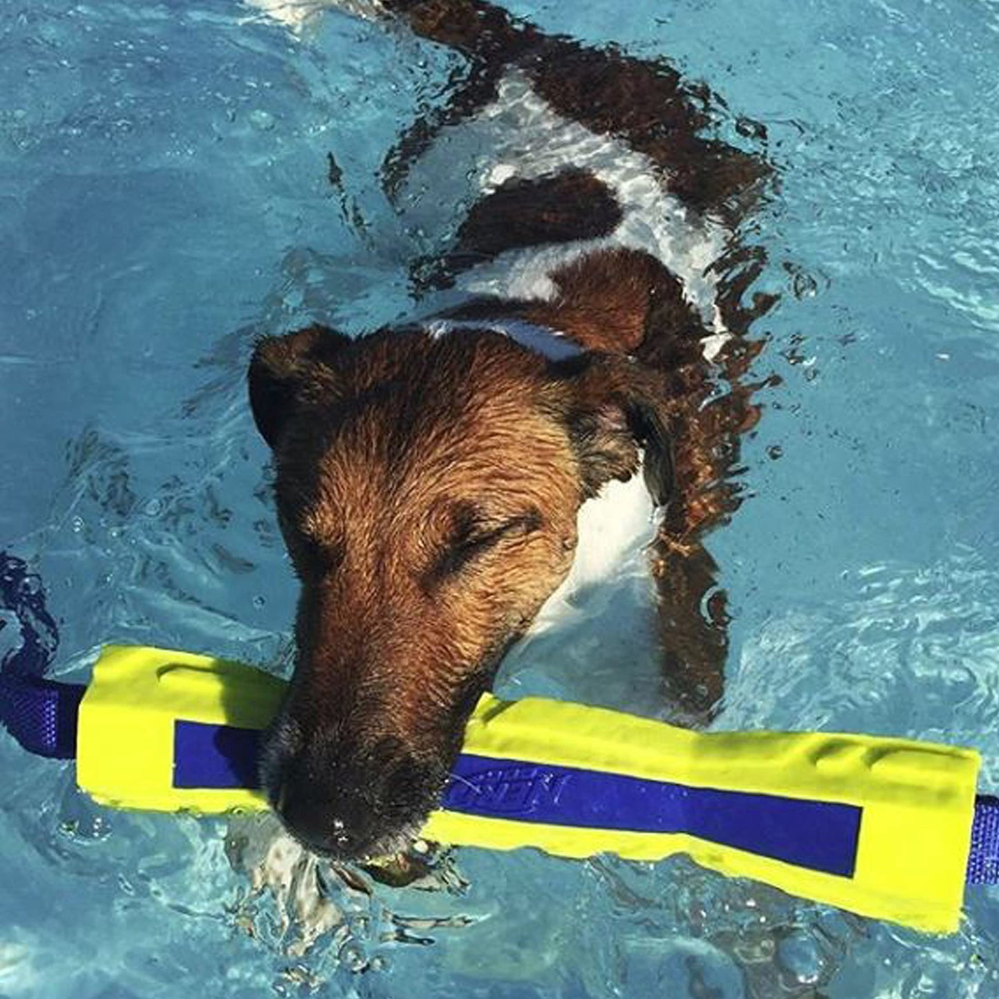 Palo de Competición Nerf Dog Azul Verde Megaton 30,5 cm