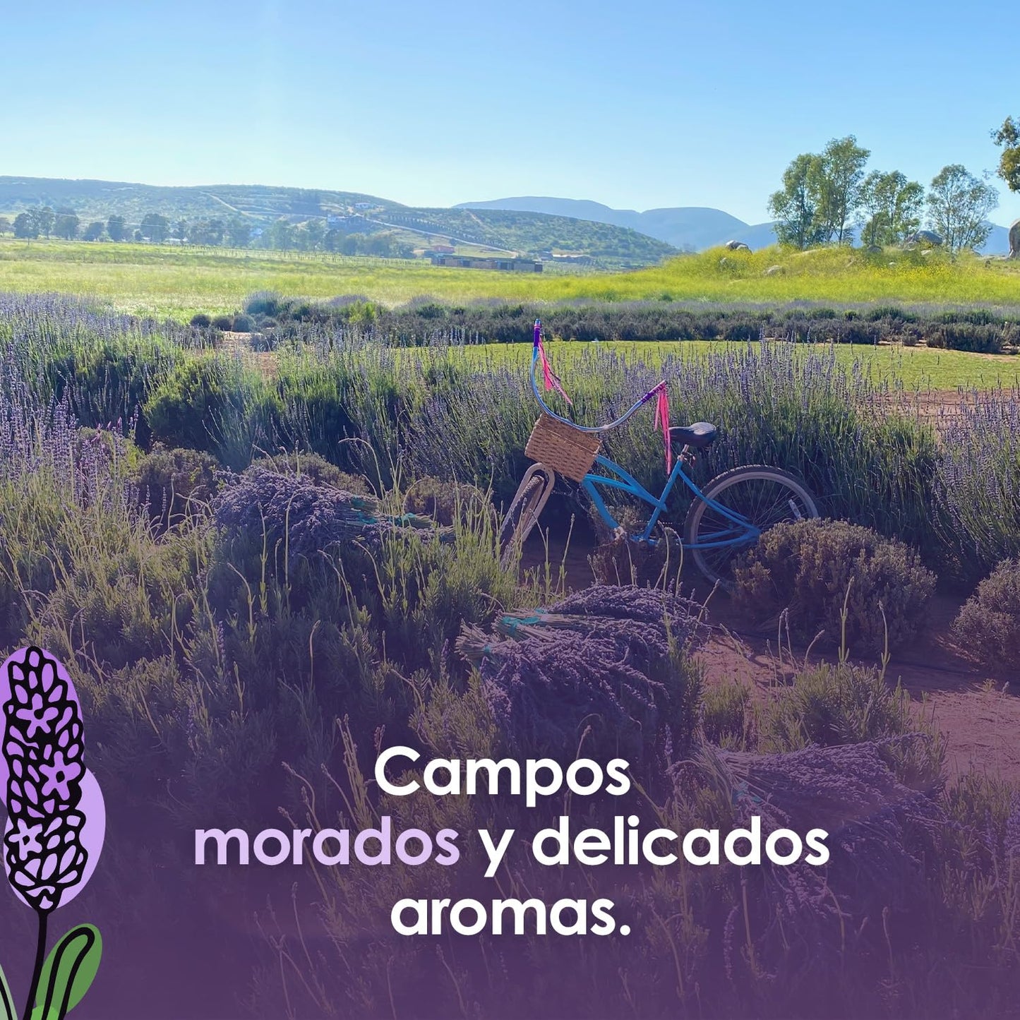 Exfoliante Corporal Natural Aires de Lavanda Aromático para Cuidado Personal