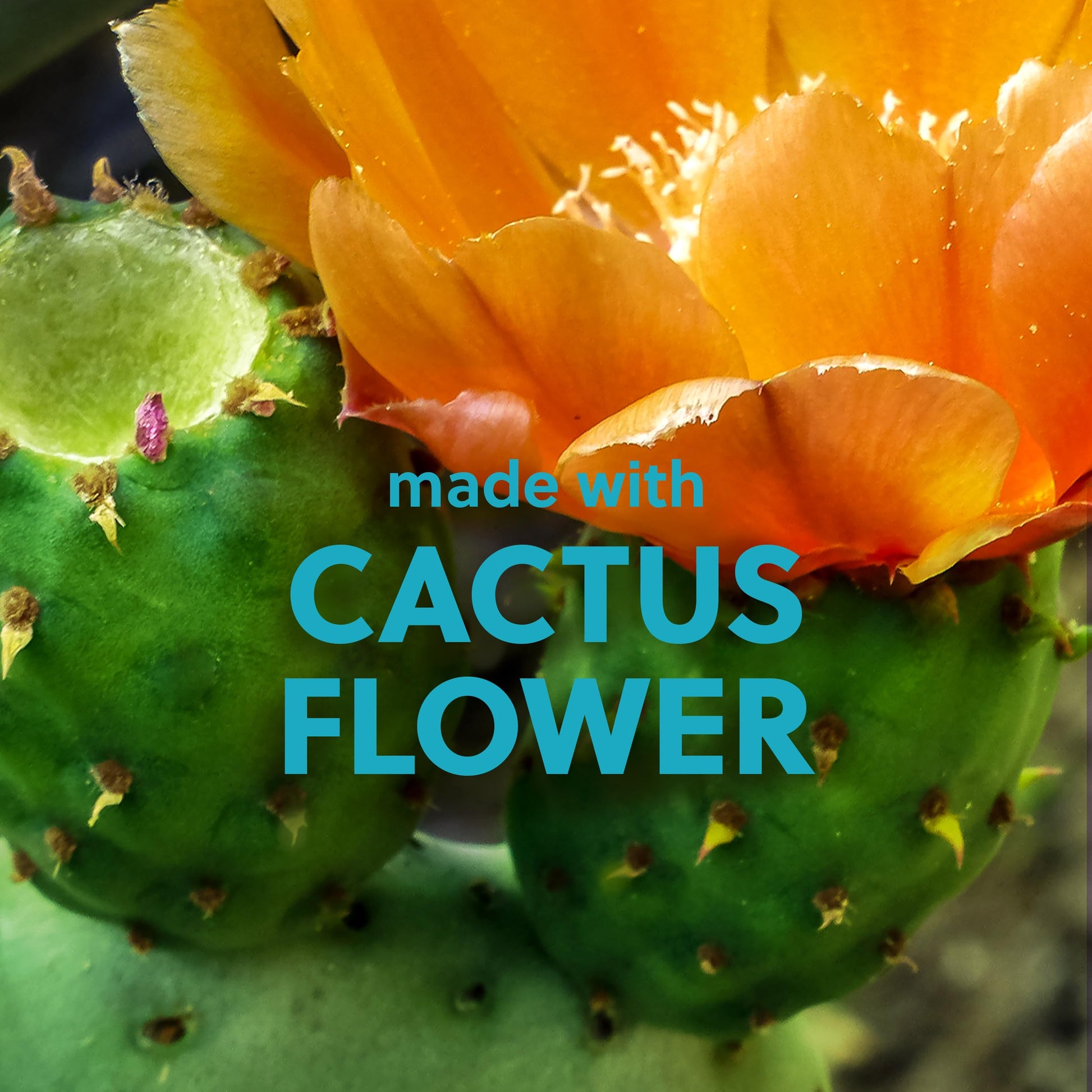 Exfoliante de Azúcar Tree Hut Desert Haze Karité