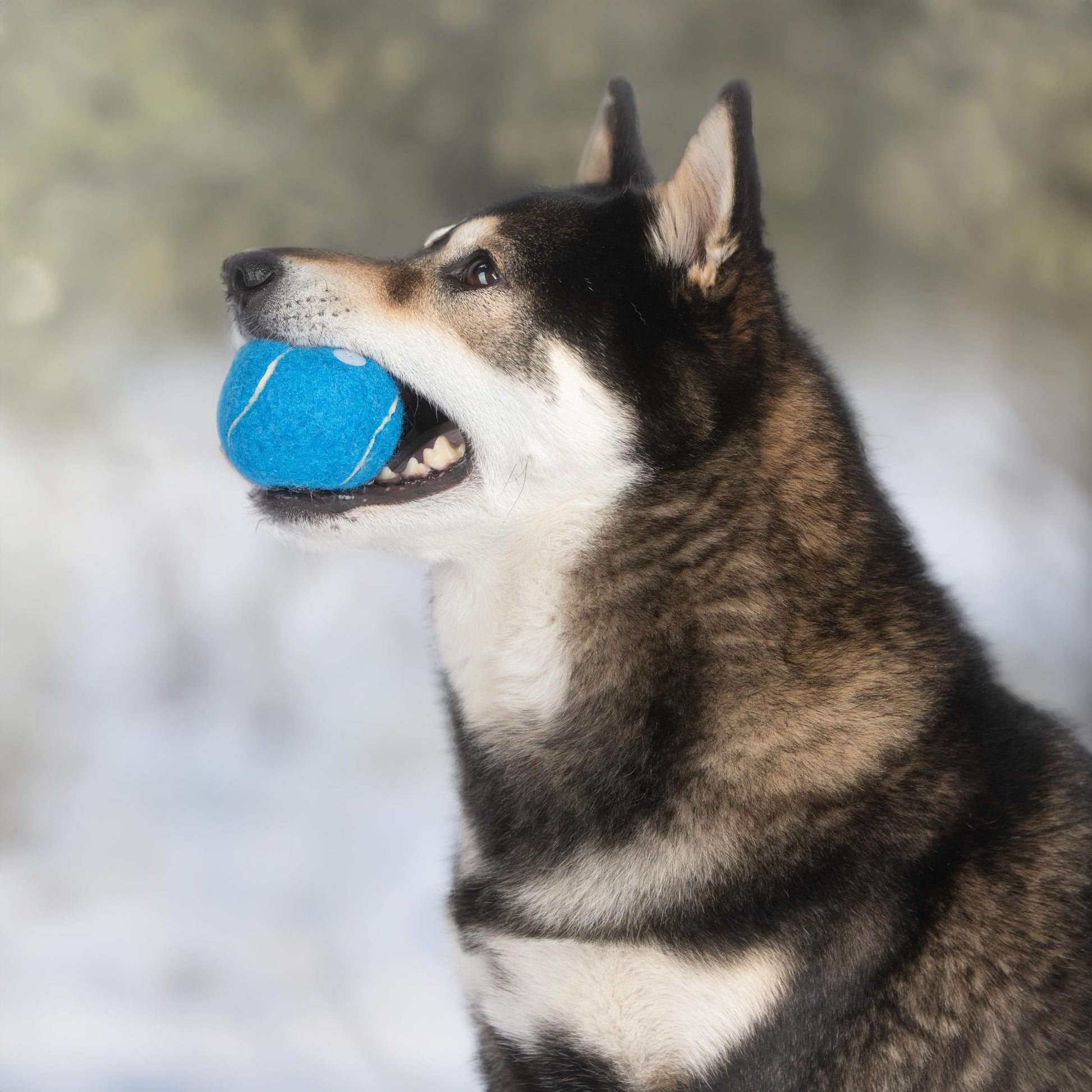 Best Pet Supplies - Pelotas de Tenis chirriantes para Perros, Paquete de 4, Juguetes interactivos de Alta Resistencia para lanzar y Buscar, apoya el Ejercicio y el Entrenamiento de Comportamiento