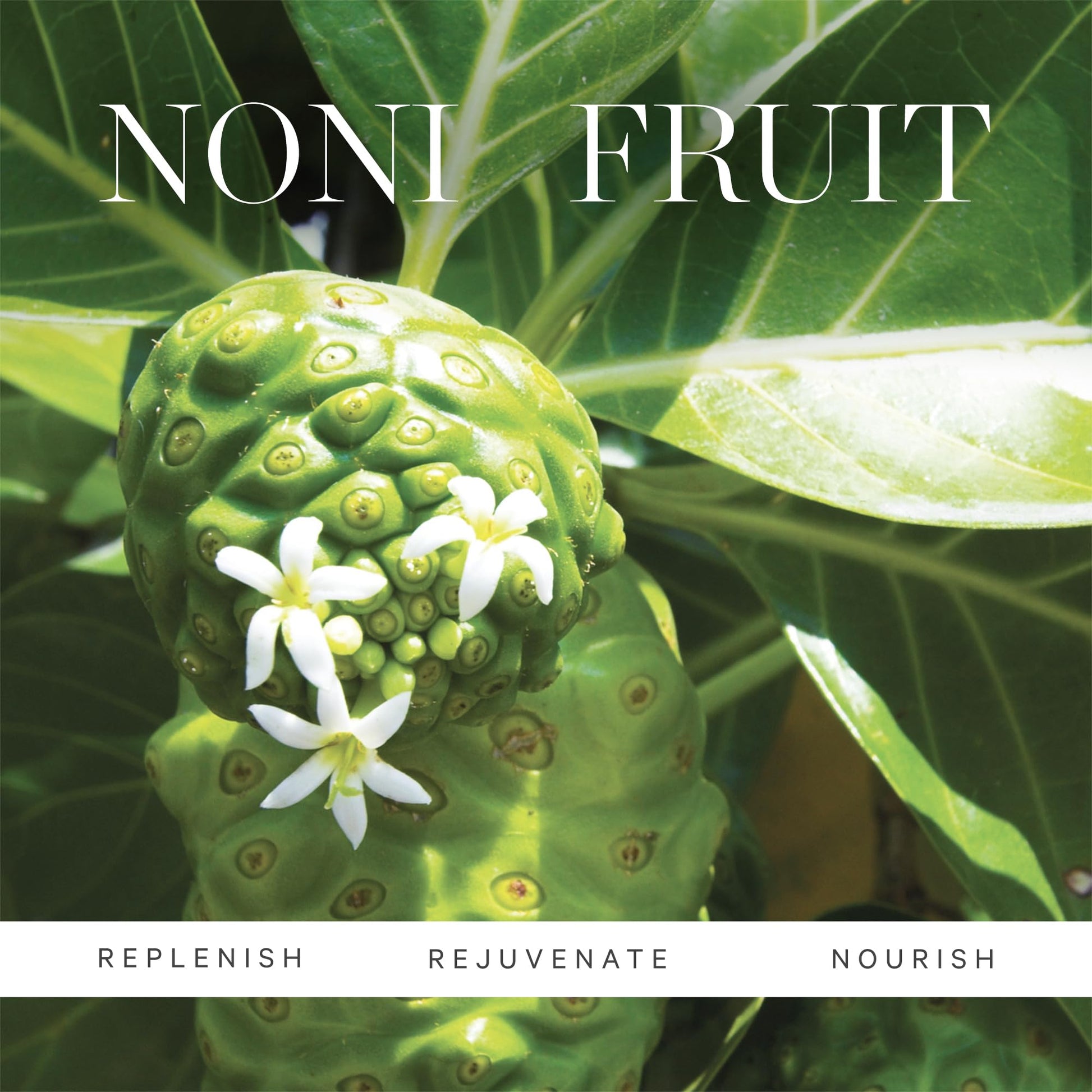 Aceite Facial Orgánico con Noni Certificado: Renovación y Tonificación para la Piel