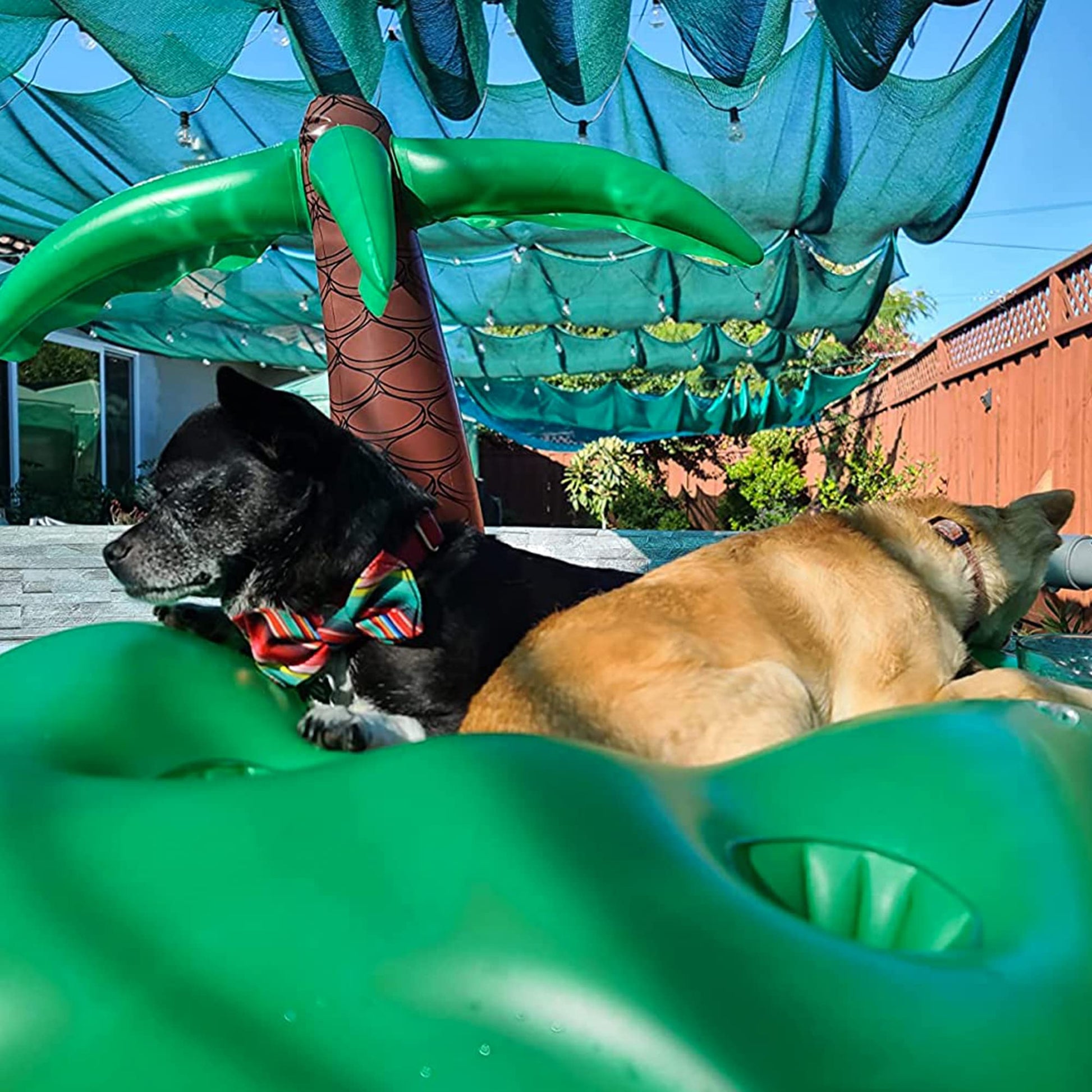 KUCDBUN Juego de flotadores de piscina para perros, disco de anillo volador interactivo, juguete flotante no tóxico para perros pequeños, cachorros y perros, árbol de coco
