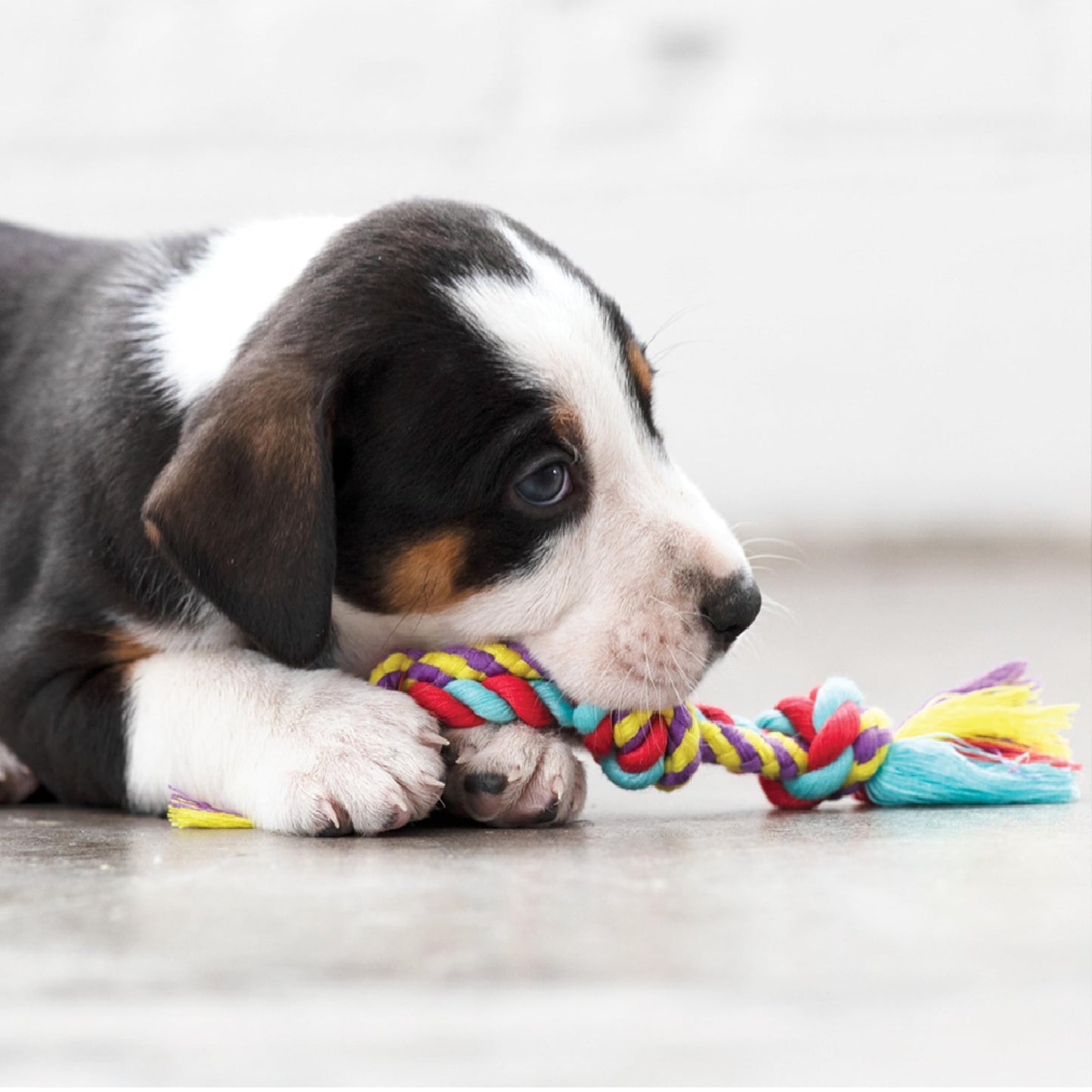 Pack de Juguetes Dentales para Mascotas Petstages Mini