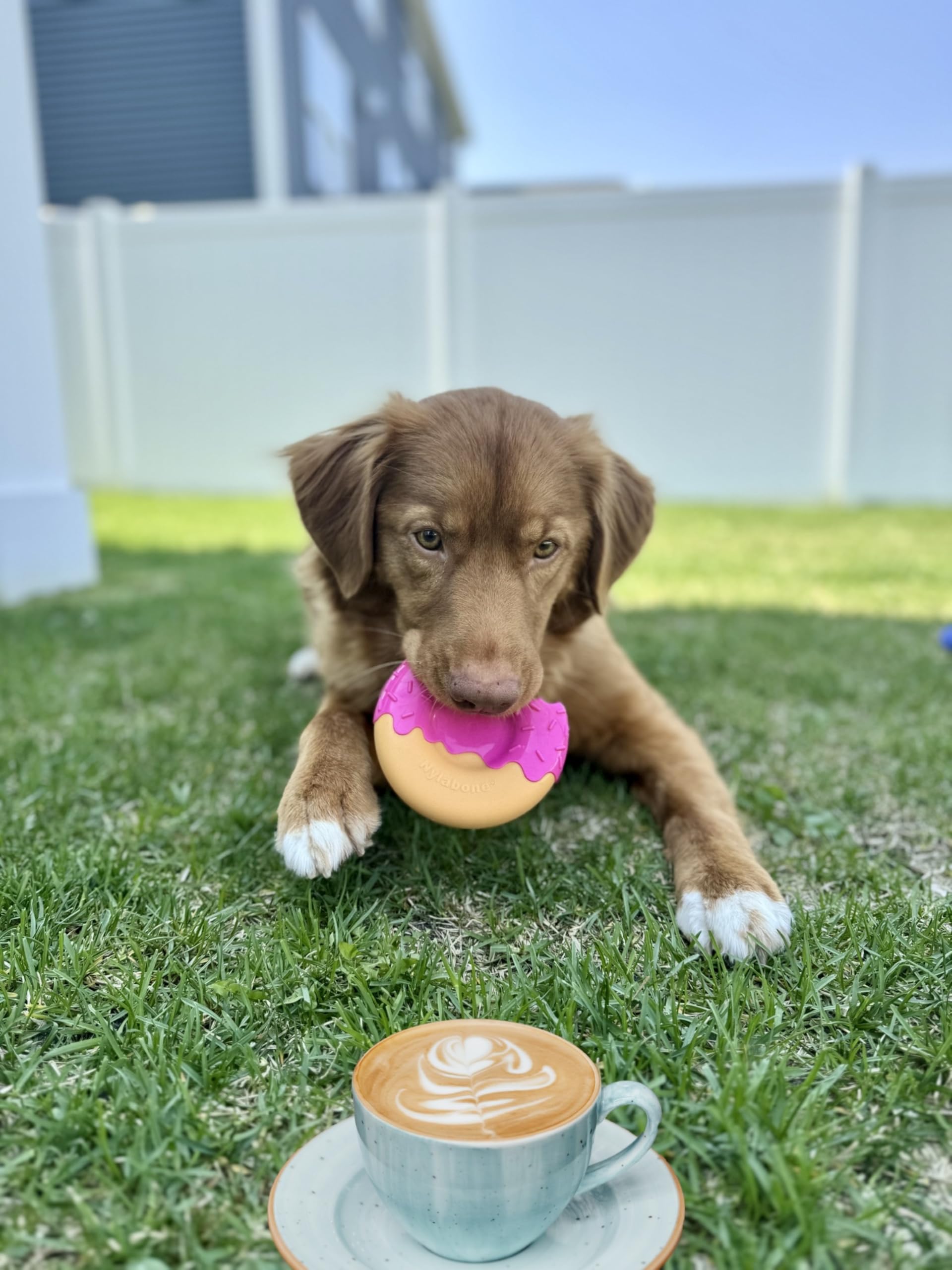 Juguete para Perros Nylabone Sabor Esmaltado masticables para Masticadores Agresivos