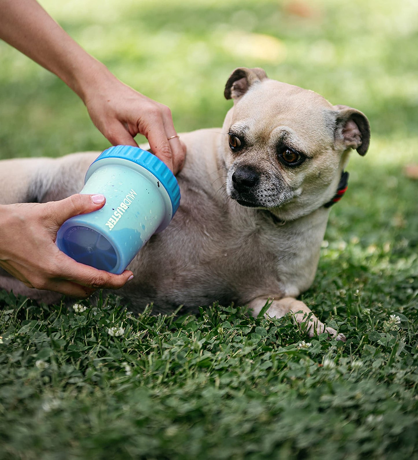 Dexas MudBuster Limpiador portátil para patas de perro, Azul, Pequeño