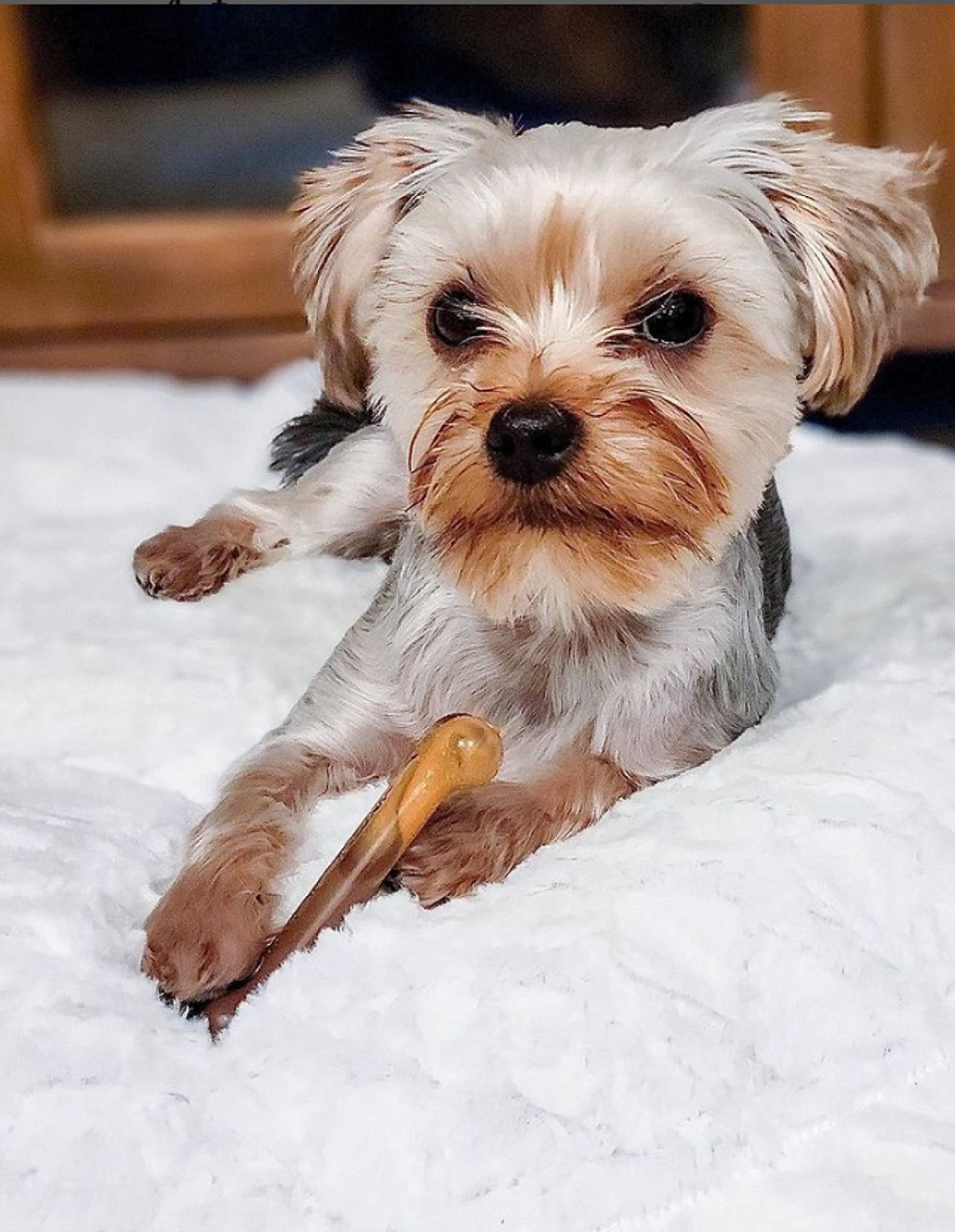 Hueso Masticable Nylabone Tocino y Pay de Manzana para Perros Regular Twin Pack