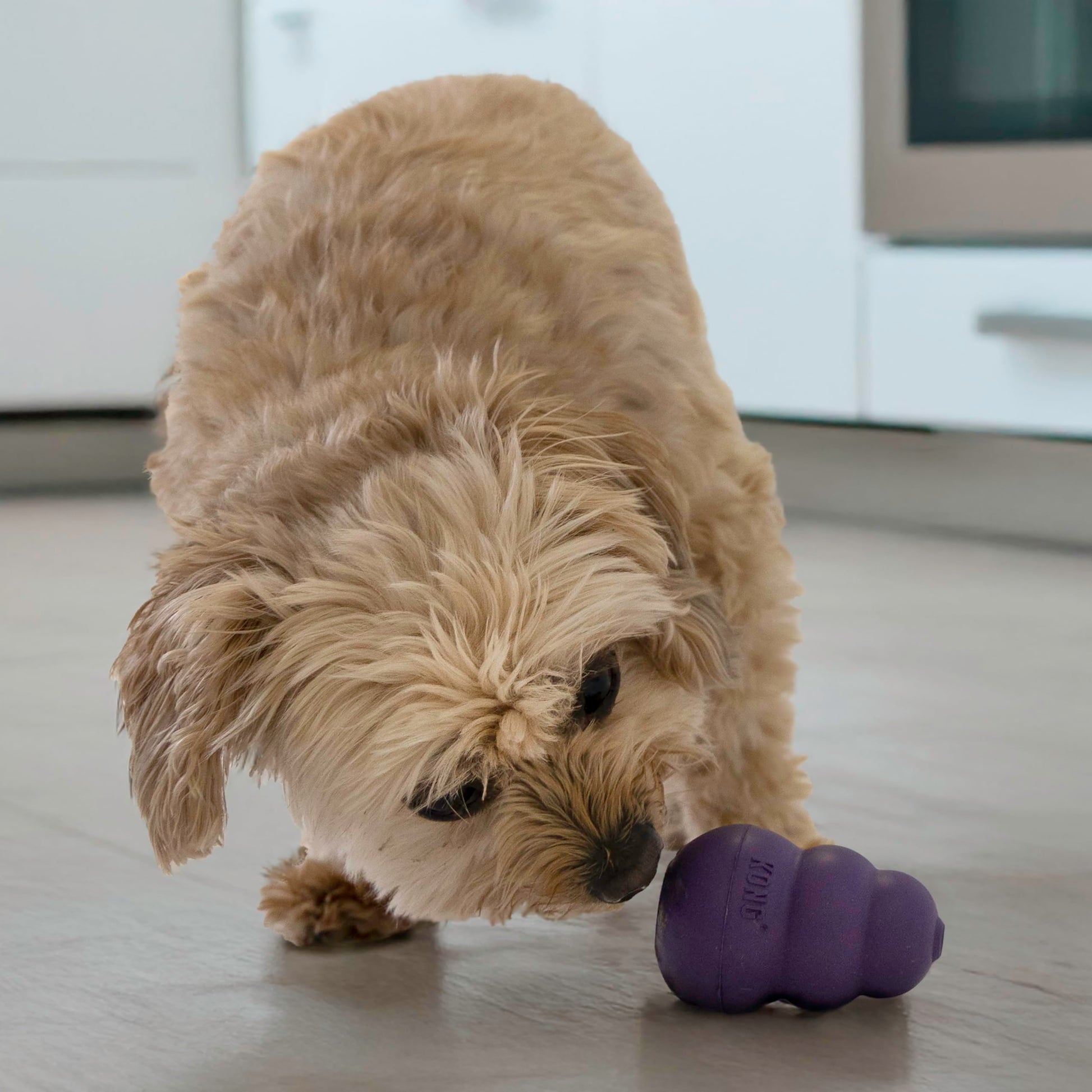 KONG Juguete para Perros más Viejos, pequeño, Morado