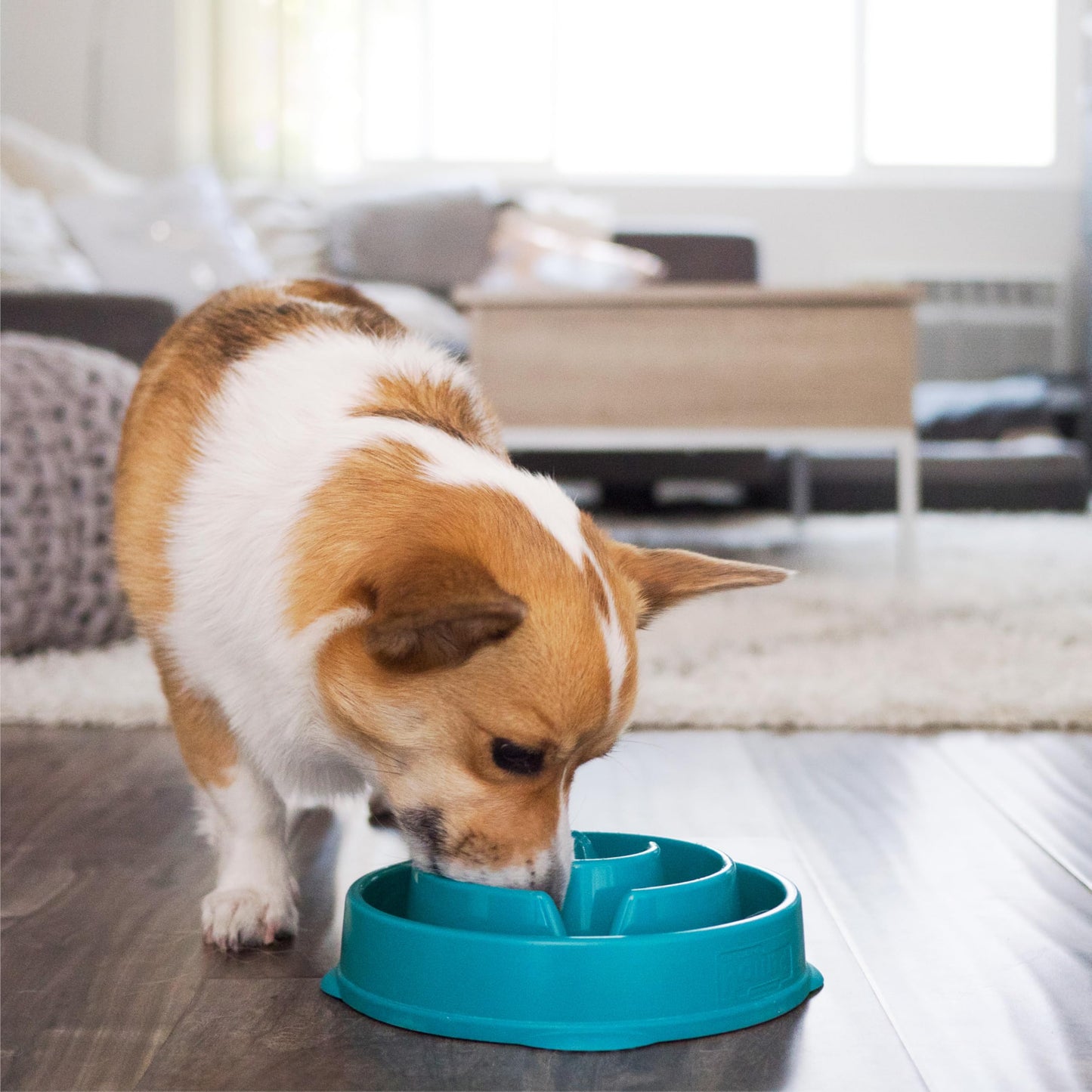 Plato de Comida Lenta Outward Hound Turquesa Mediano para Perros