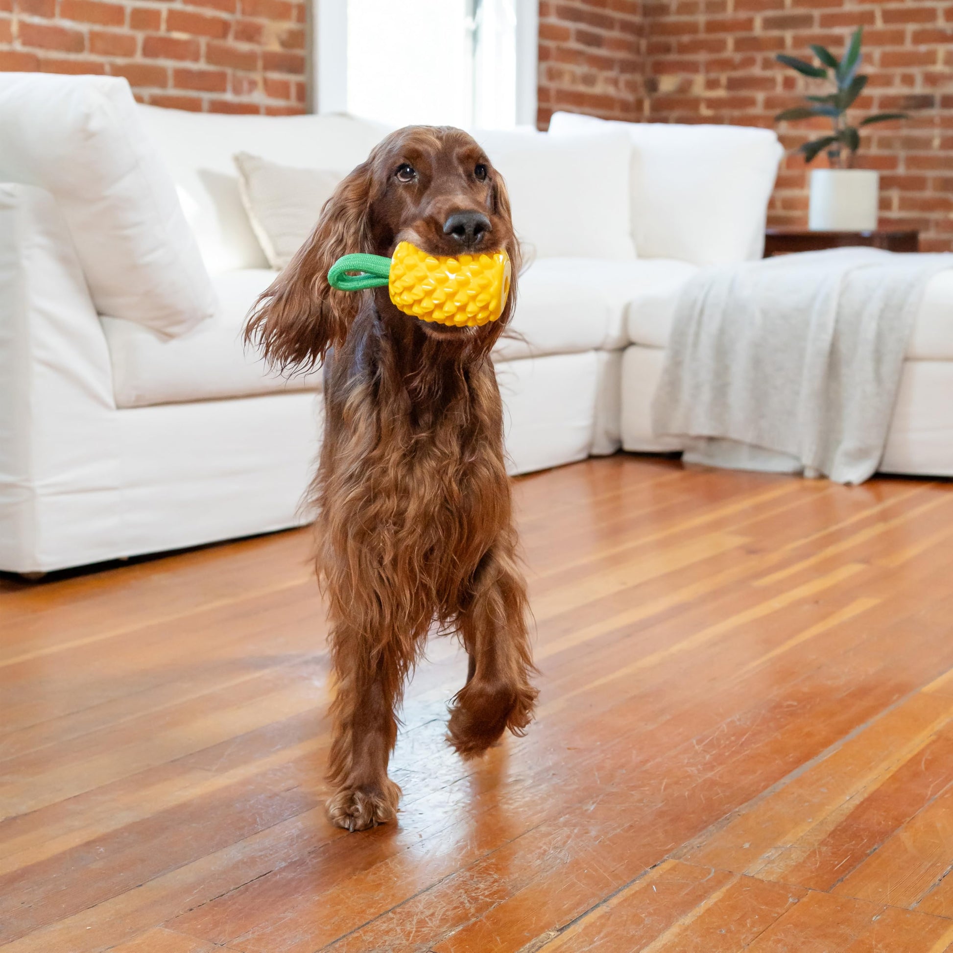 Juguete Dental Outward Hound Amarillo con Piña y Relleno Interactivo para Perro