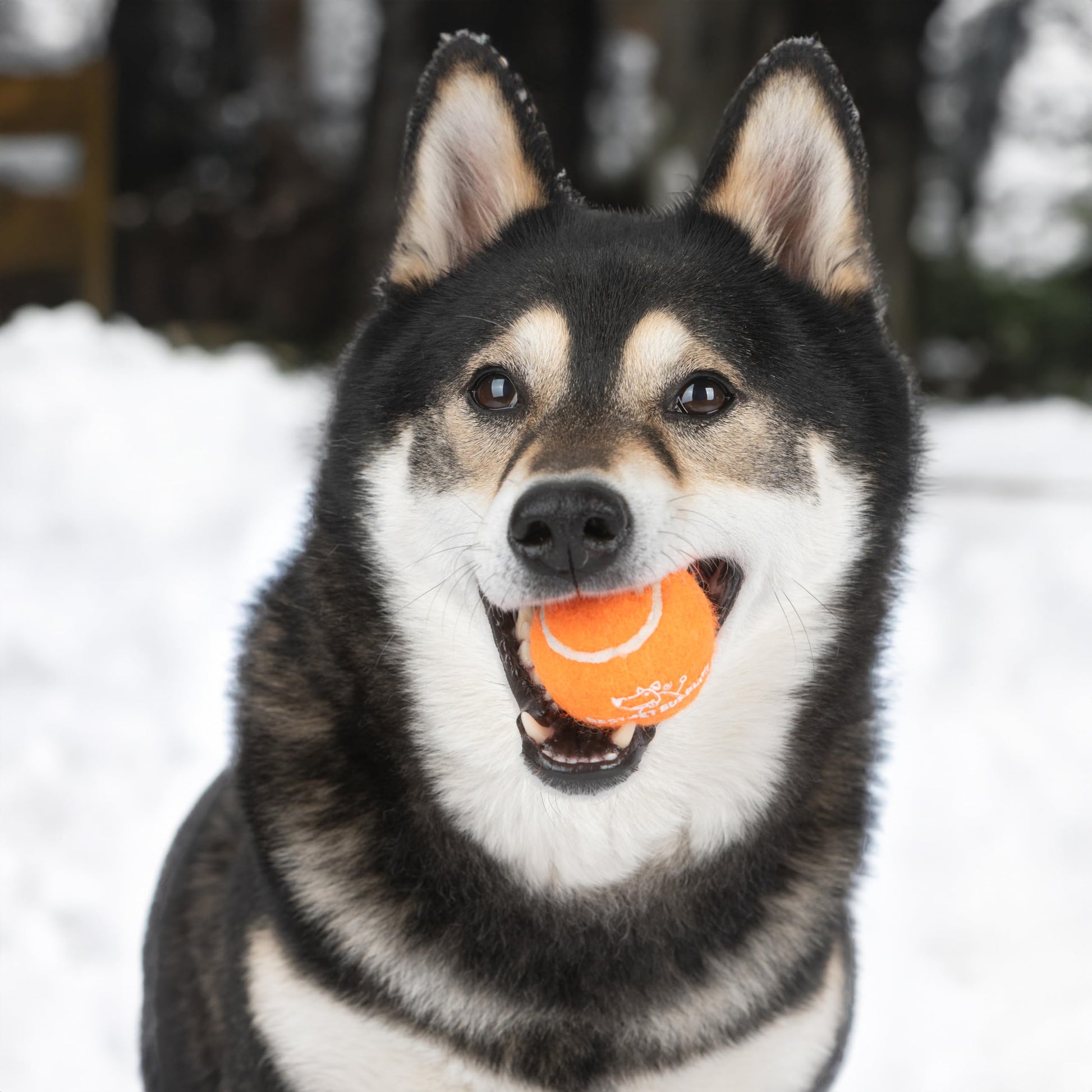 Best Pet Supplies - Pelotas de Tenis chirriantes para Perros, Paquete de 4, Juguetes interactivos de Alta Resistencia para lanzar y Buscar, apoya el Ejercicio y el Entrenamiento de Comportamiento
