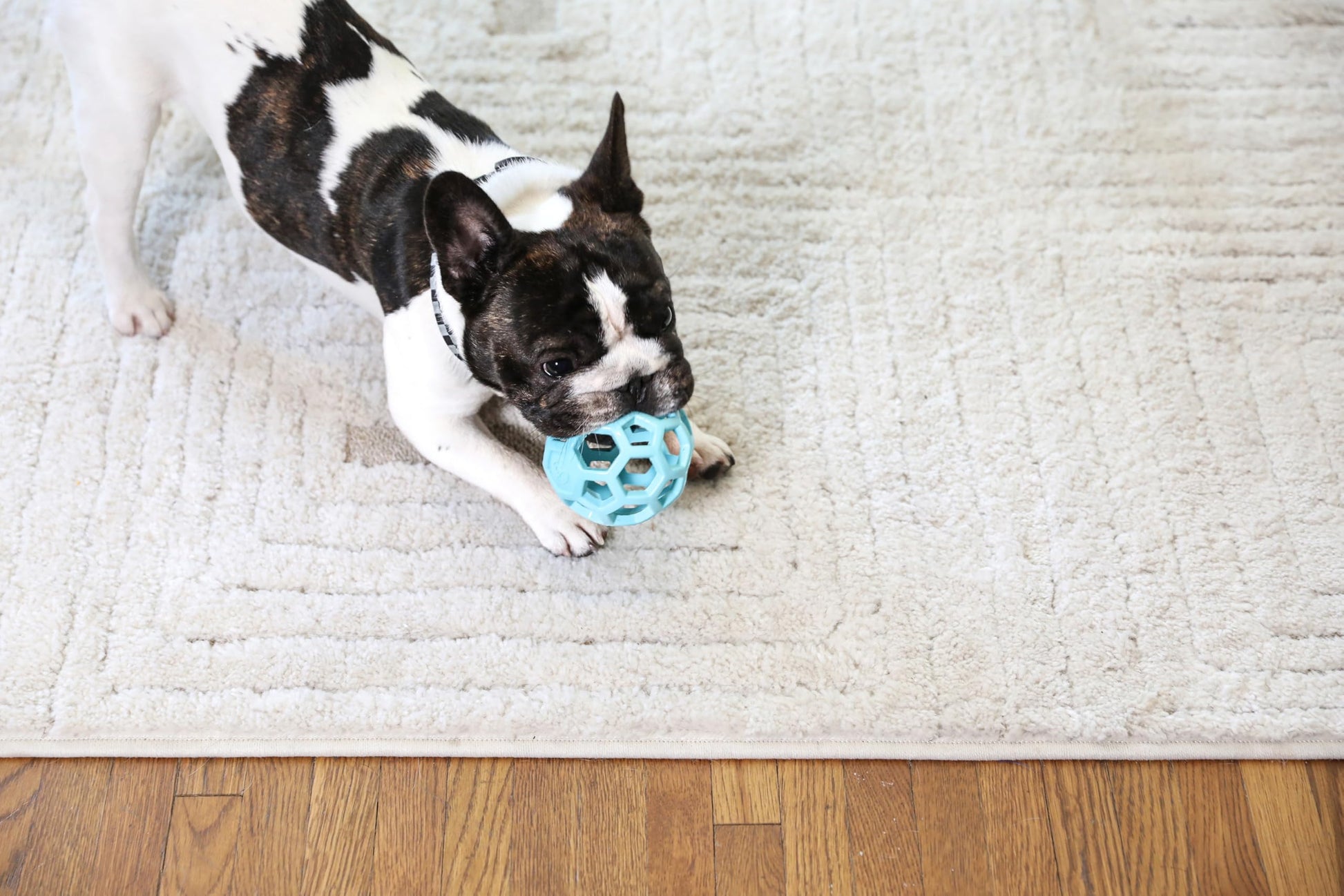 Bola de Rompecabezas para Perro JW Pet Azul pequeña Goma Natural