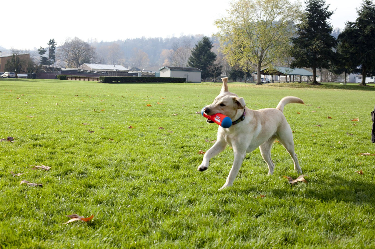 Chuckit! Juguete de Perro para Parachoques, tamaño Mediano