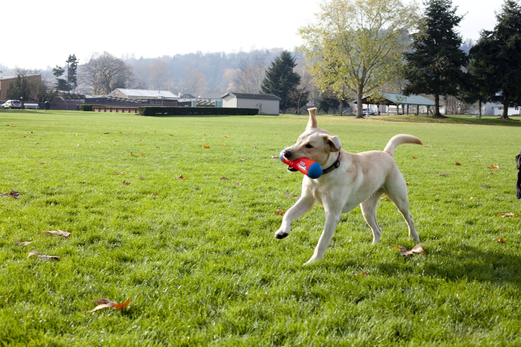 Chuckit! Juguete de Perro para Parachoques, tamaño Mediano