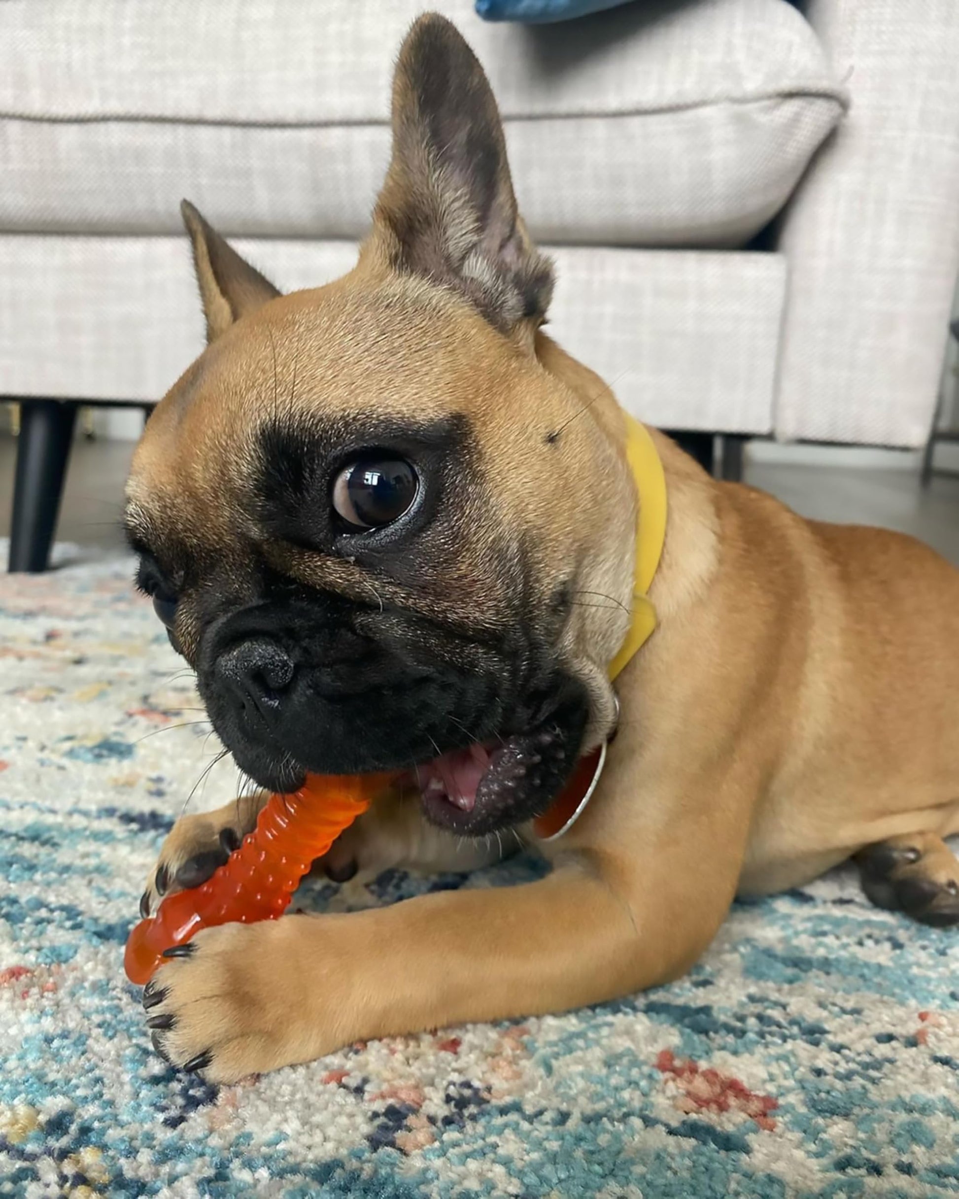 Juguete Power Chew Nylabone Cordero y Manzana Hueso para Congelar