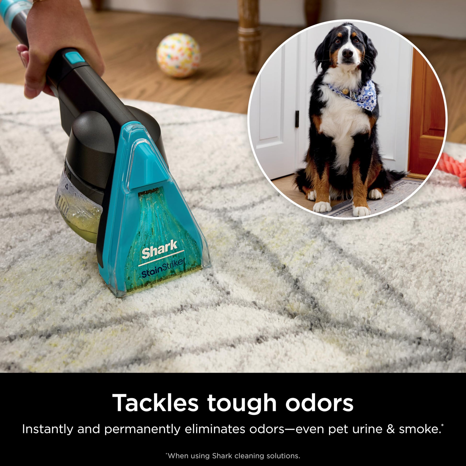 Limpiador de Alfombras Shark CarpetXpert HairPro Azul con StainStriker para Mascotas y Depilación