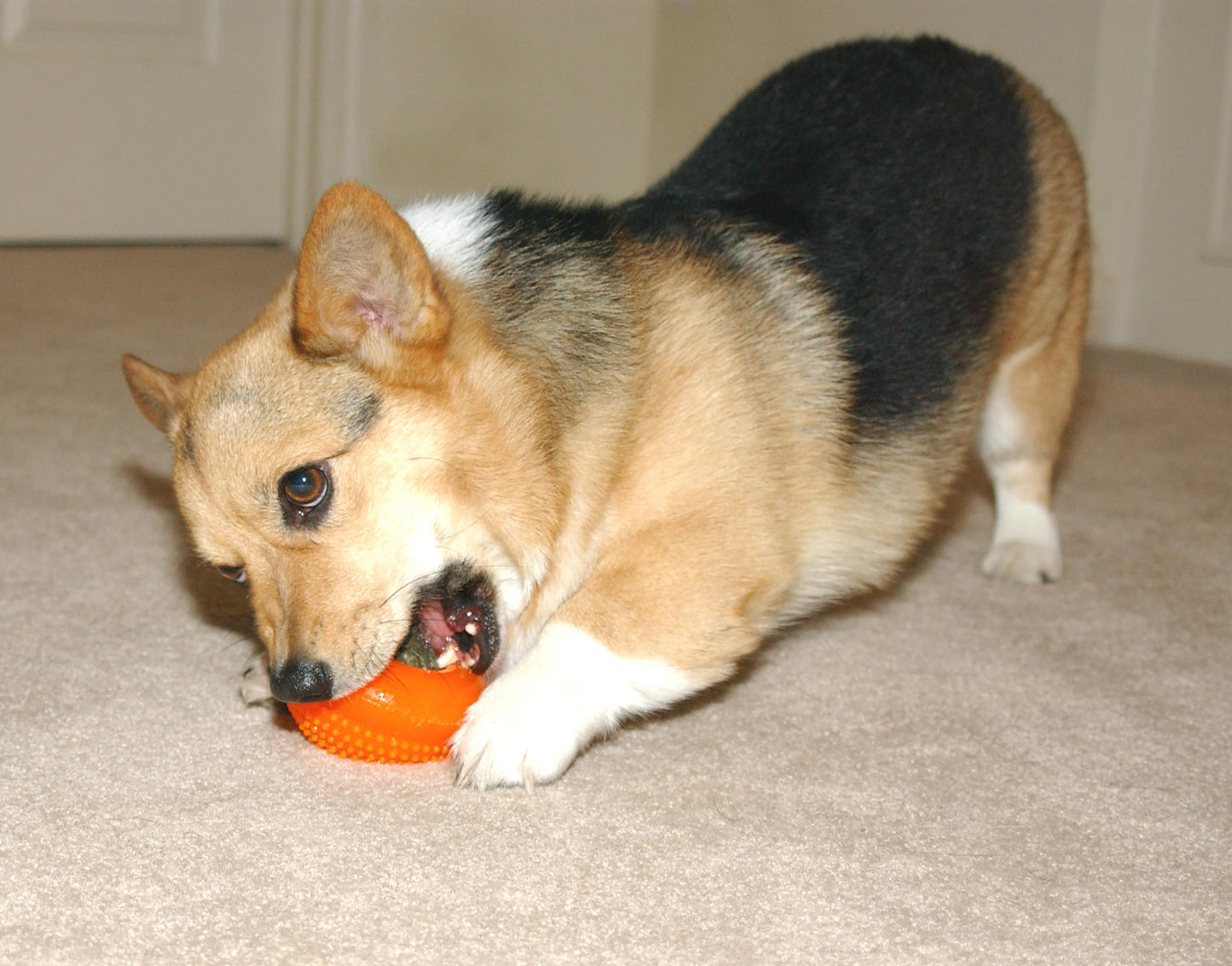 Juguete Masticable Starmark Everlasting Treat Bento Ball para Perros Pequeños