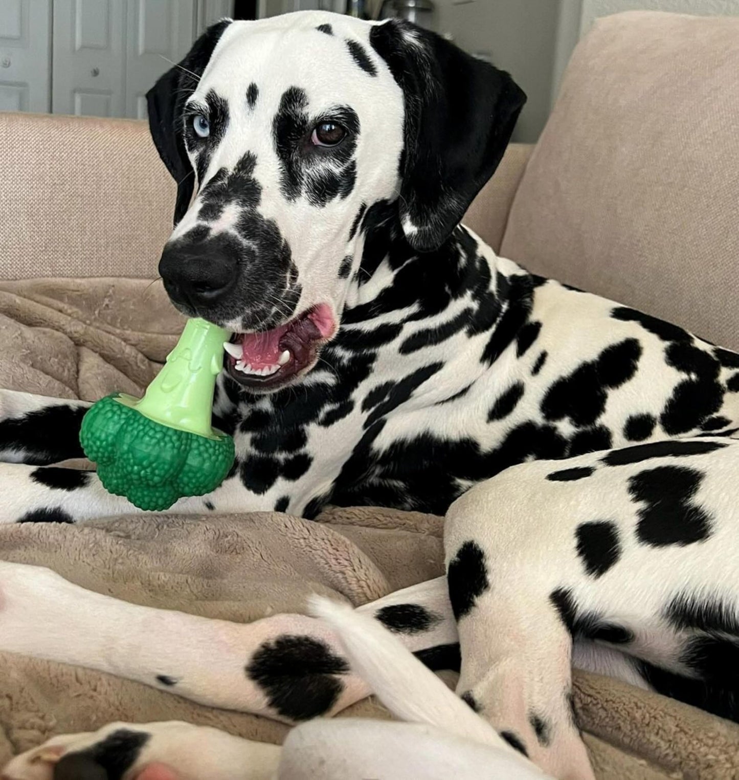 Juguete para Perros Nylabone Brócoli Sabor Tocino y Queso para Masticadores Agresivos Grande Gigante