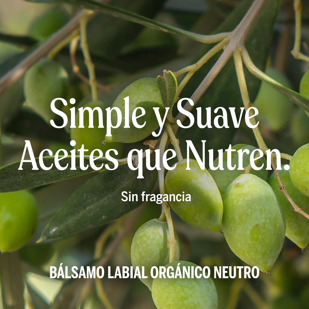 Dr. Bronner's | Bálsamo labial orgánico nutritivo y protector, fórmula natural - Sin Aroma, 4 g (6 Pack)