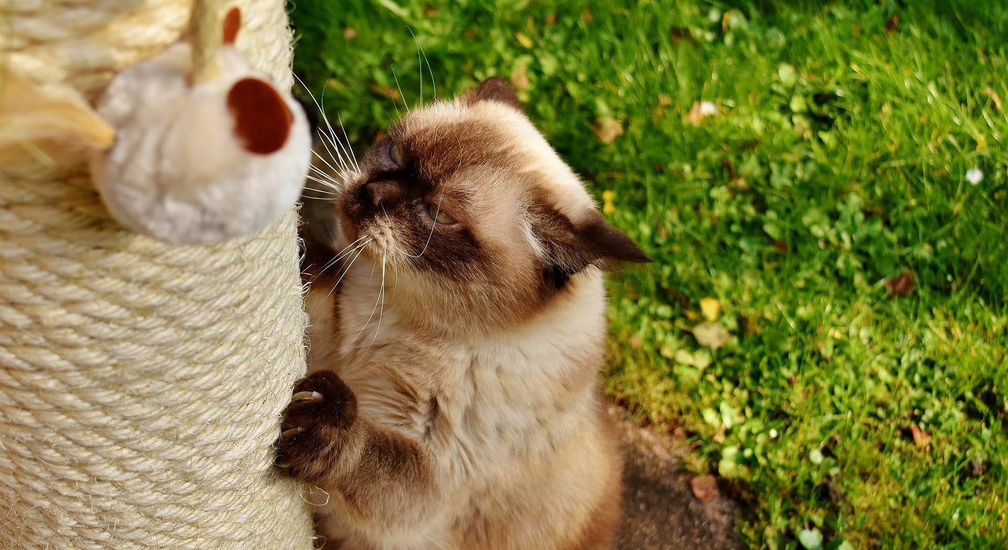 Cuerda de sisal para gato rascador de árbol de repuesto para reparación de recuperación o rascador de bricolaje (Natur, 4 mm, 50 pies)