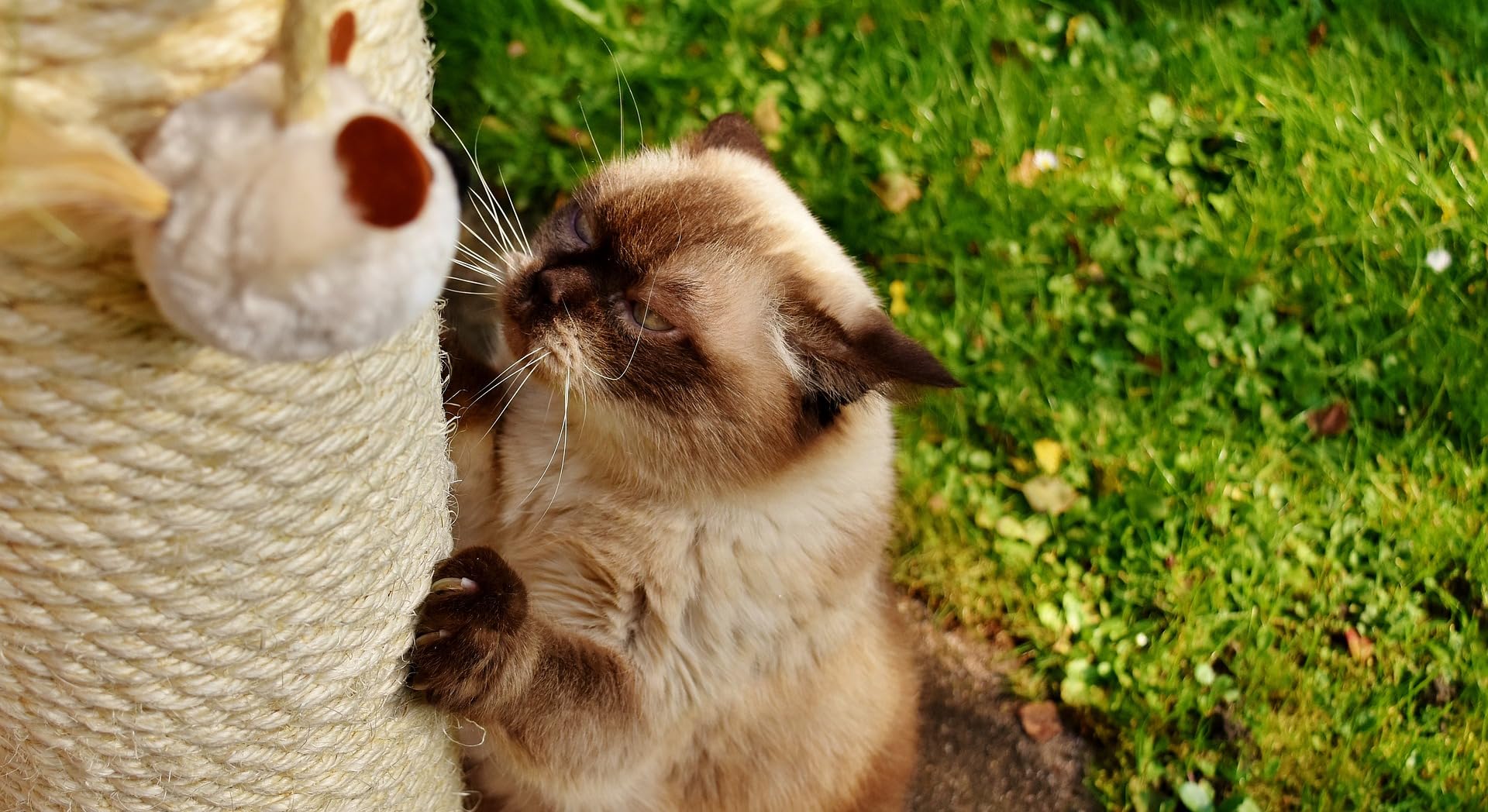 Cuerda de sisal para gato rascador de árbol de repuesto para reparación de recuperación o rascador de bricolaje (Natur, 4 mm, 50 pies)