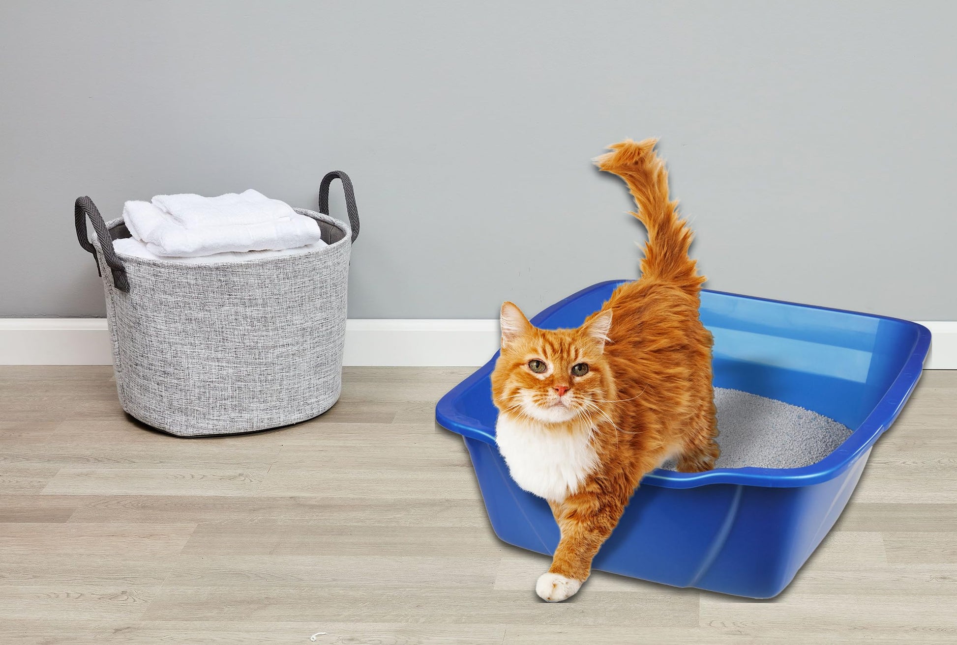 Arenero Gigante Van Nees Surtido para Gato