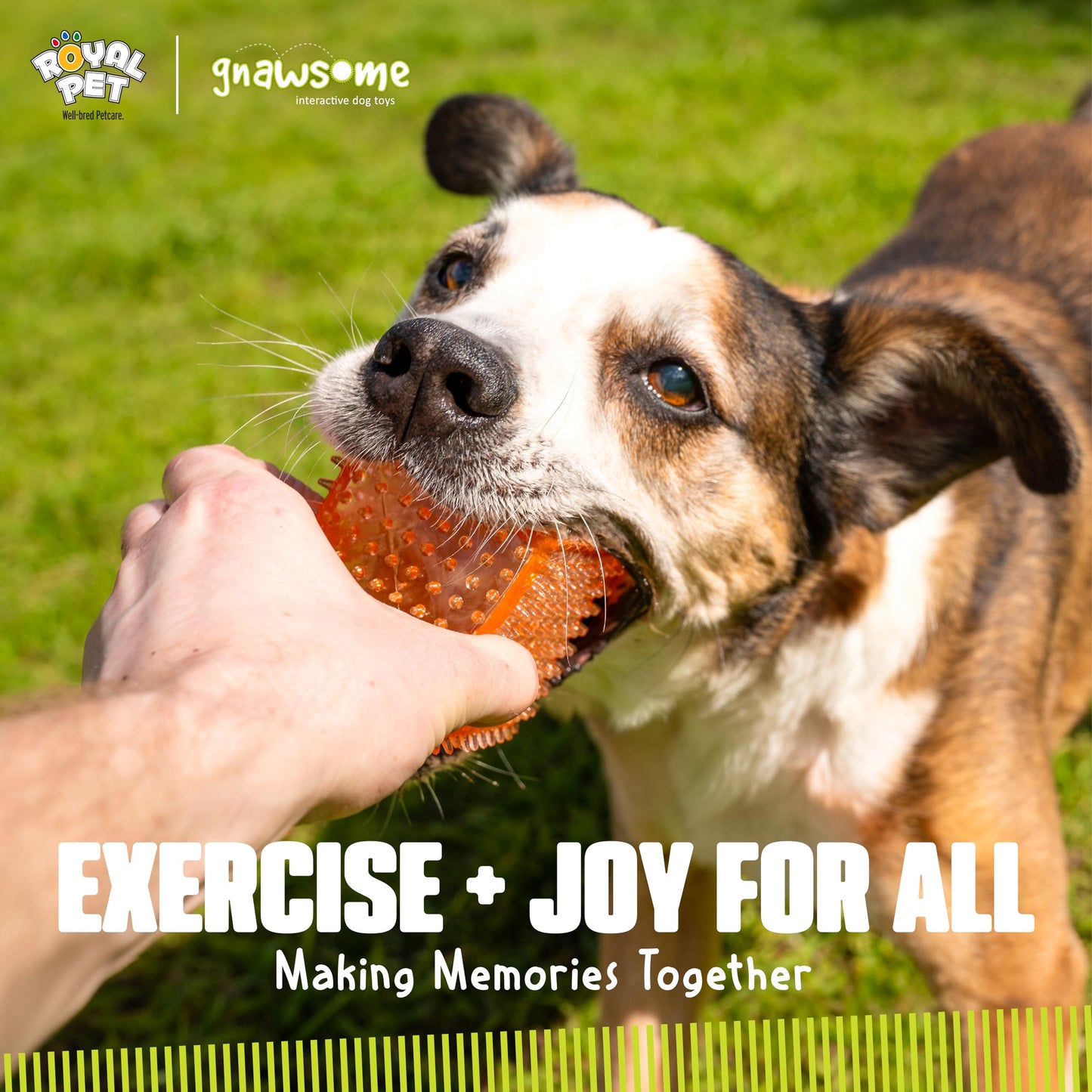 Gnawsome Juguete para Perro Spiky Squeaker Cube – Promueve la Salud Dental y de Las encías para tu Mascota, los Colores variarán, número de Modelo: 10113