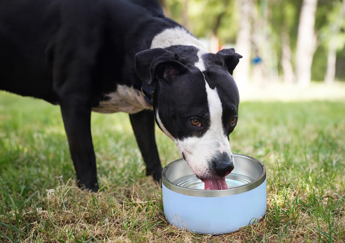 ALPINE - tazón de acero inoxidable para perros, antideslizante, tazón de metal para mascotas para alimentos y agua, aislamiento de doble pared, resistente al óxido, apto para lavaplatos, paquete de 2 (negro)