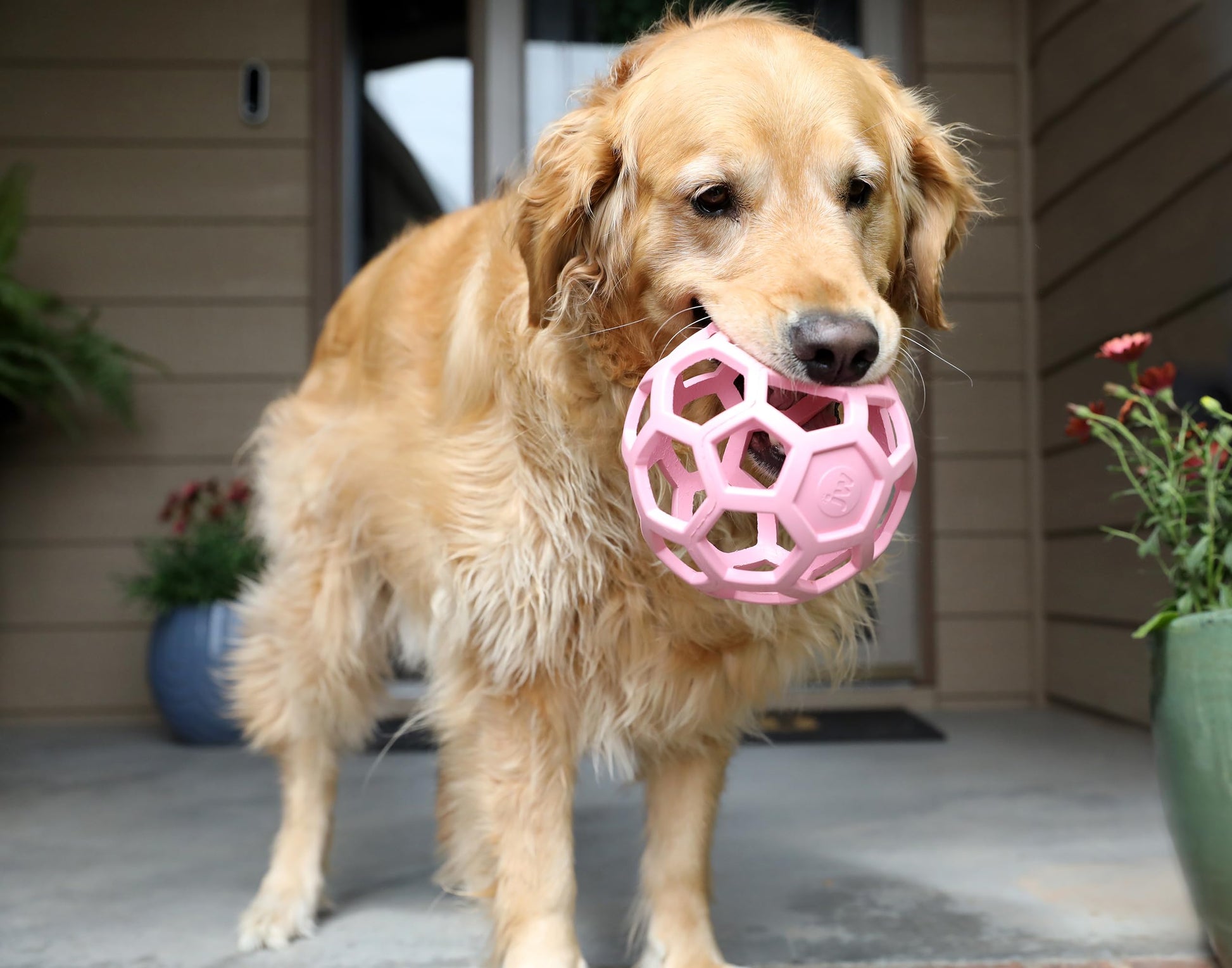 Juguete Bola de Rompecabezas JW Pet Rosa Hule Natural Grande para Perro