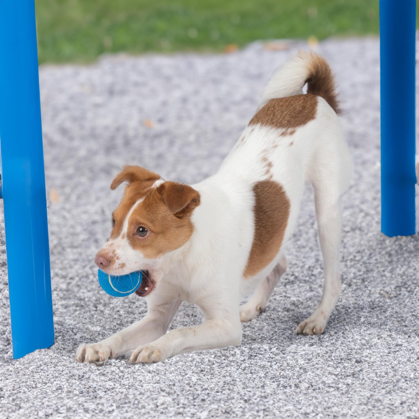 Best Pet Supplies - Pelotas de Tenis chirriantes para Perros, Paquete de 8, Juguetes interactivos de Alta Resistencia para lanzar y Buscar, apoya el Ejercicio y el Entrenamiento de Comportamiento