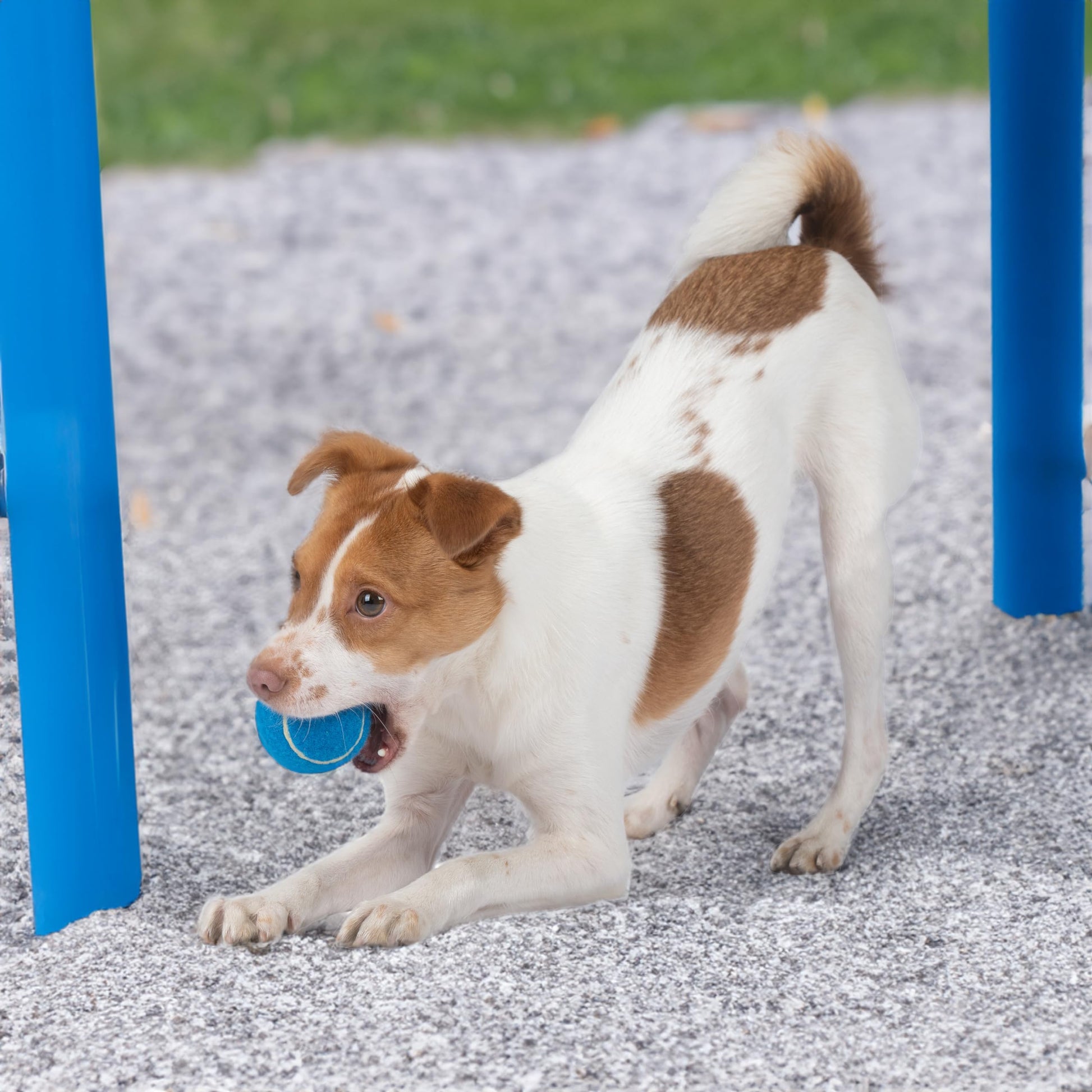 Best Pet Supplies - Pelotas de Tenis chirriantes para Perros, Paquete de 8, Juguetes interactivos de Alta Resistencia para lanzar y Buscar, apoya el Ejercicio y el Entrenamiento de Comportamiento