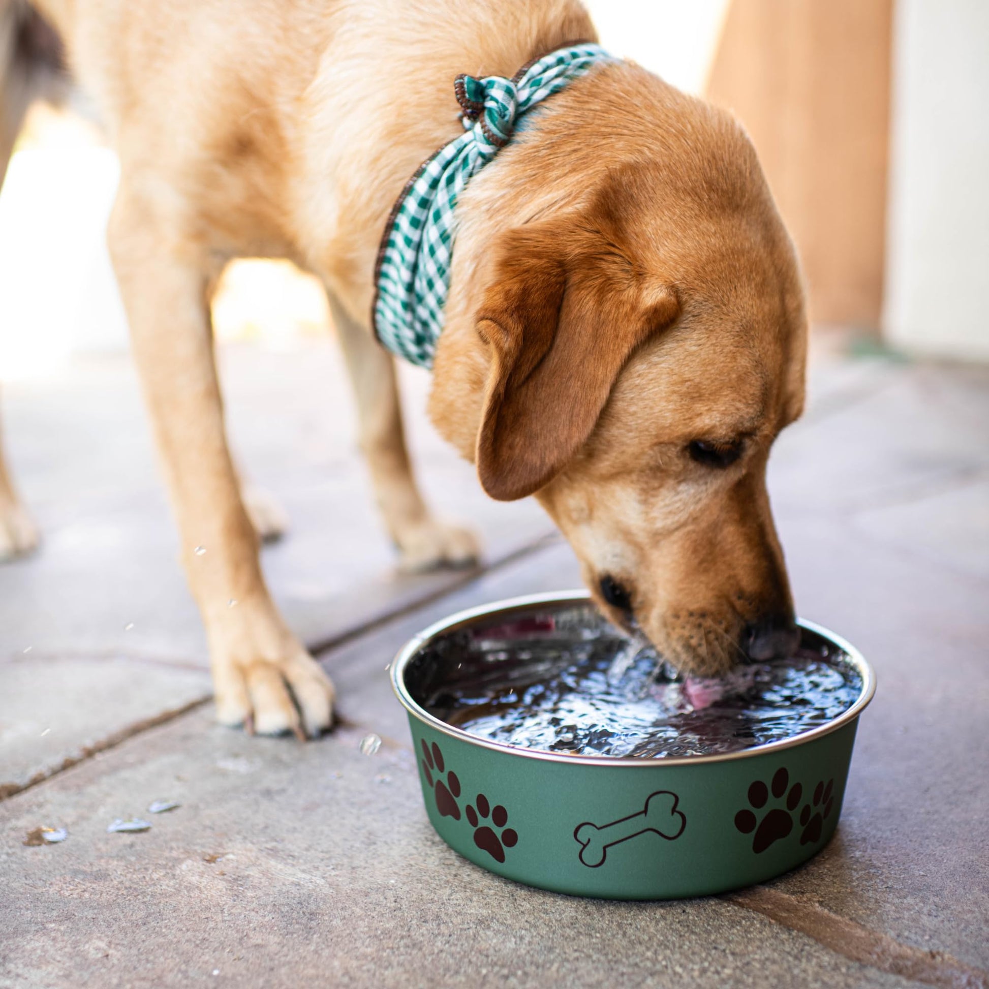 Loving Pets Metallic Bella Bowl Dog Bowl, Medium, 1 Quart, Artichoke