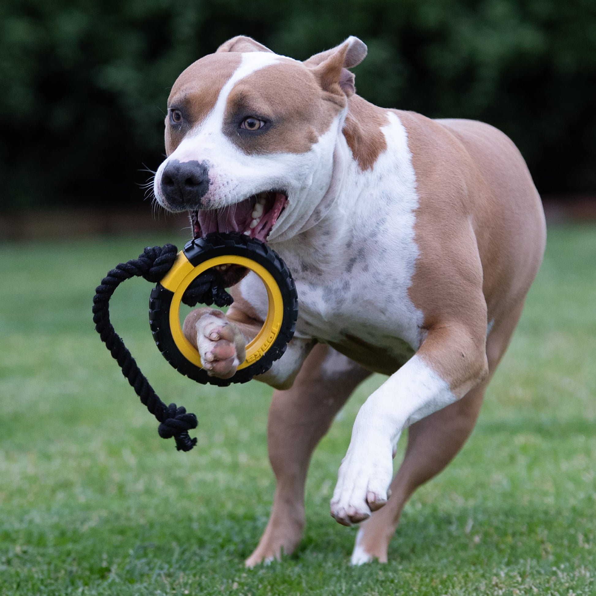 Juguete para Perro Tonka Amarillo Negro Ligero y Resistente al Agua Razas Medias/Grandes