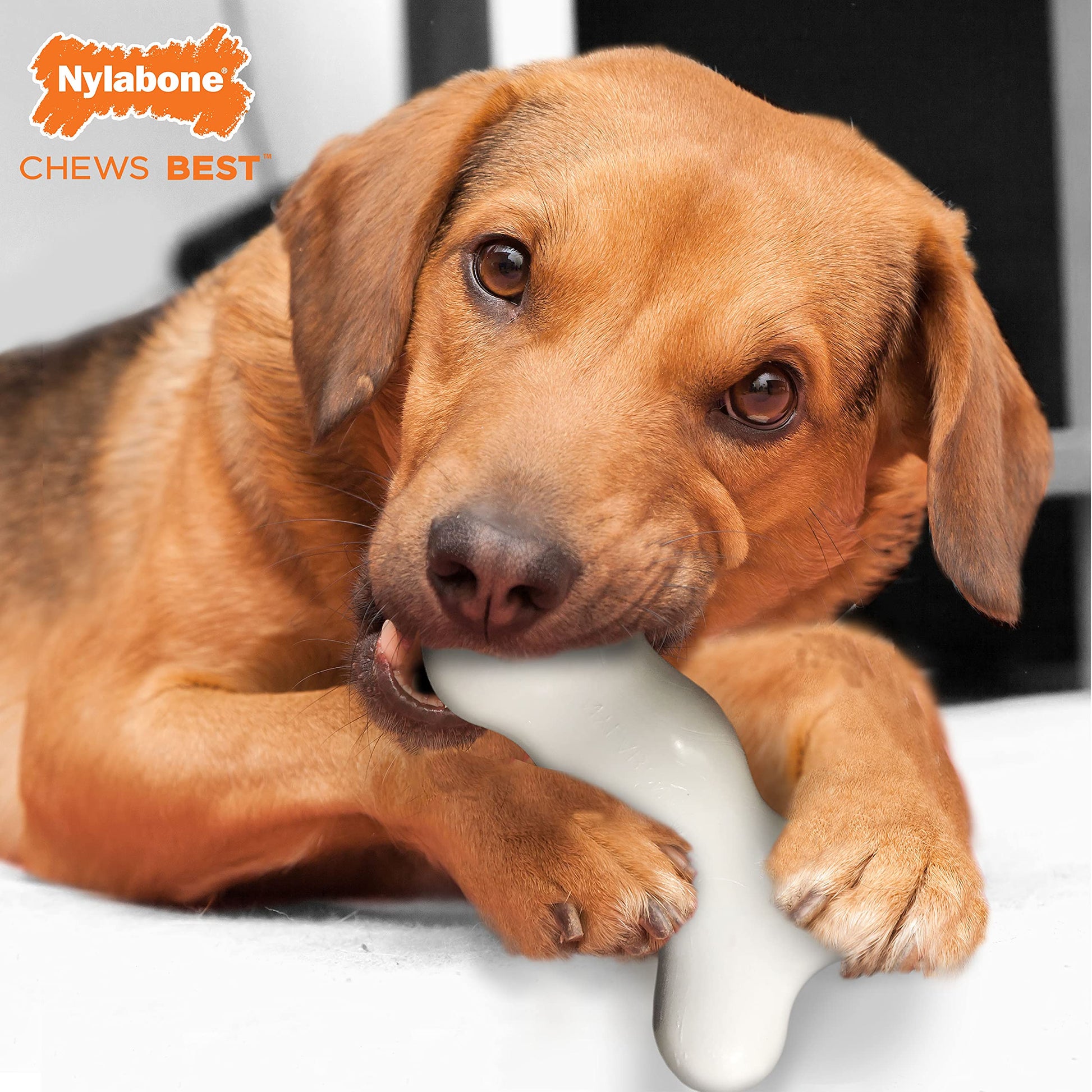 Juguete Masticable para Perros Nylabone Galileo Wolf Sabor Original