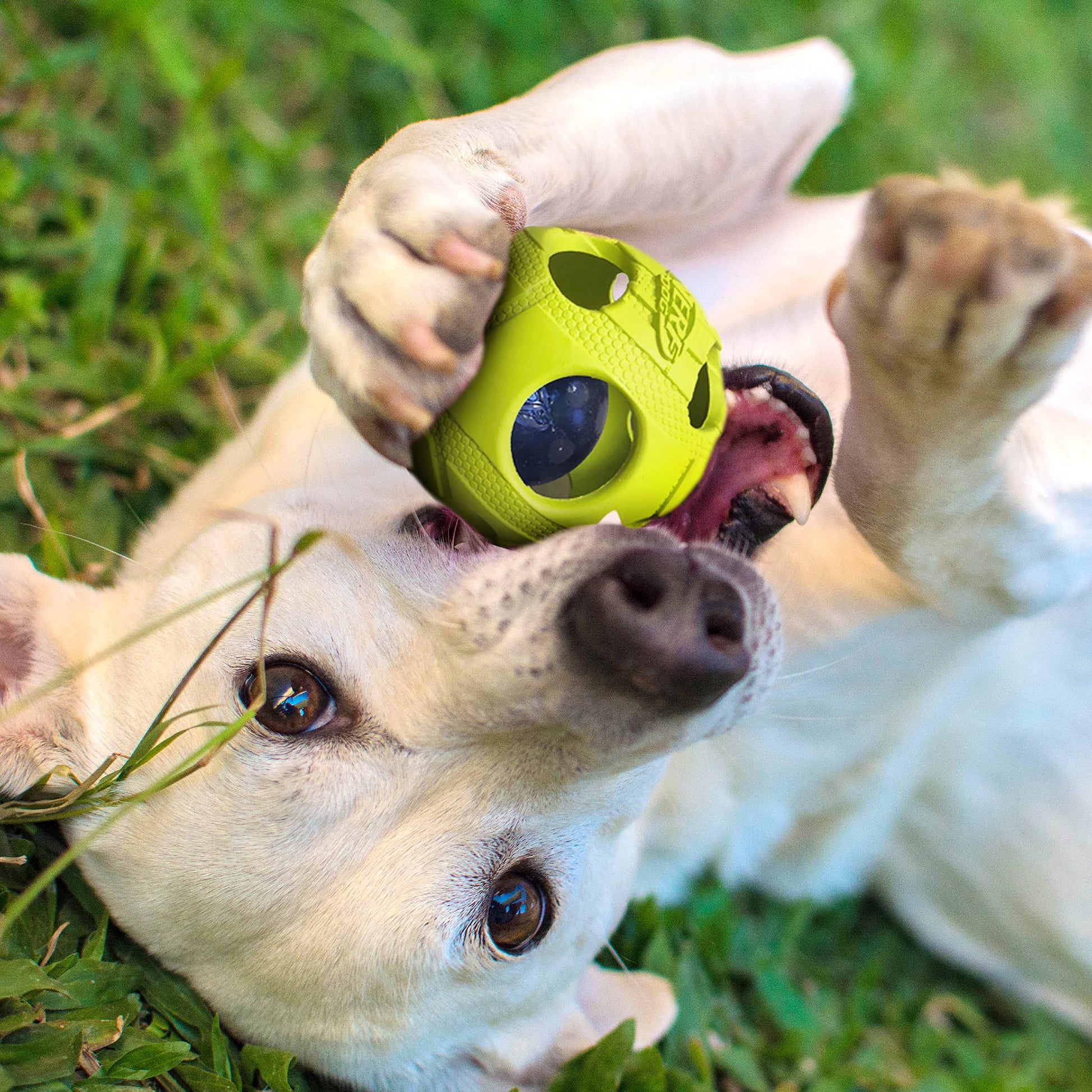 Juguete para Perro Nerf Dog Verde con LED Interactivo, Ligero y Resistente al Agua para Razas Medianas o Grandes