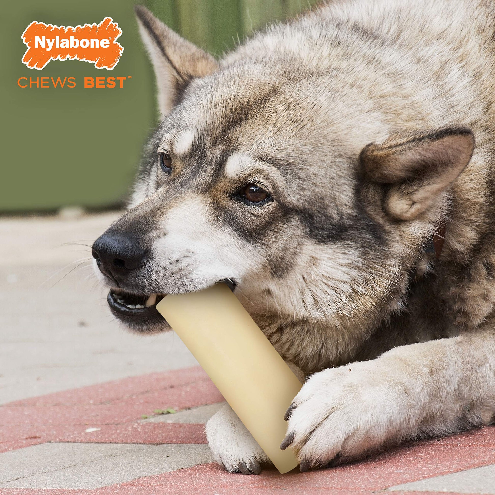 Juguete Masticar Nylabone Ternera Gigante para Perro