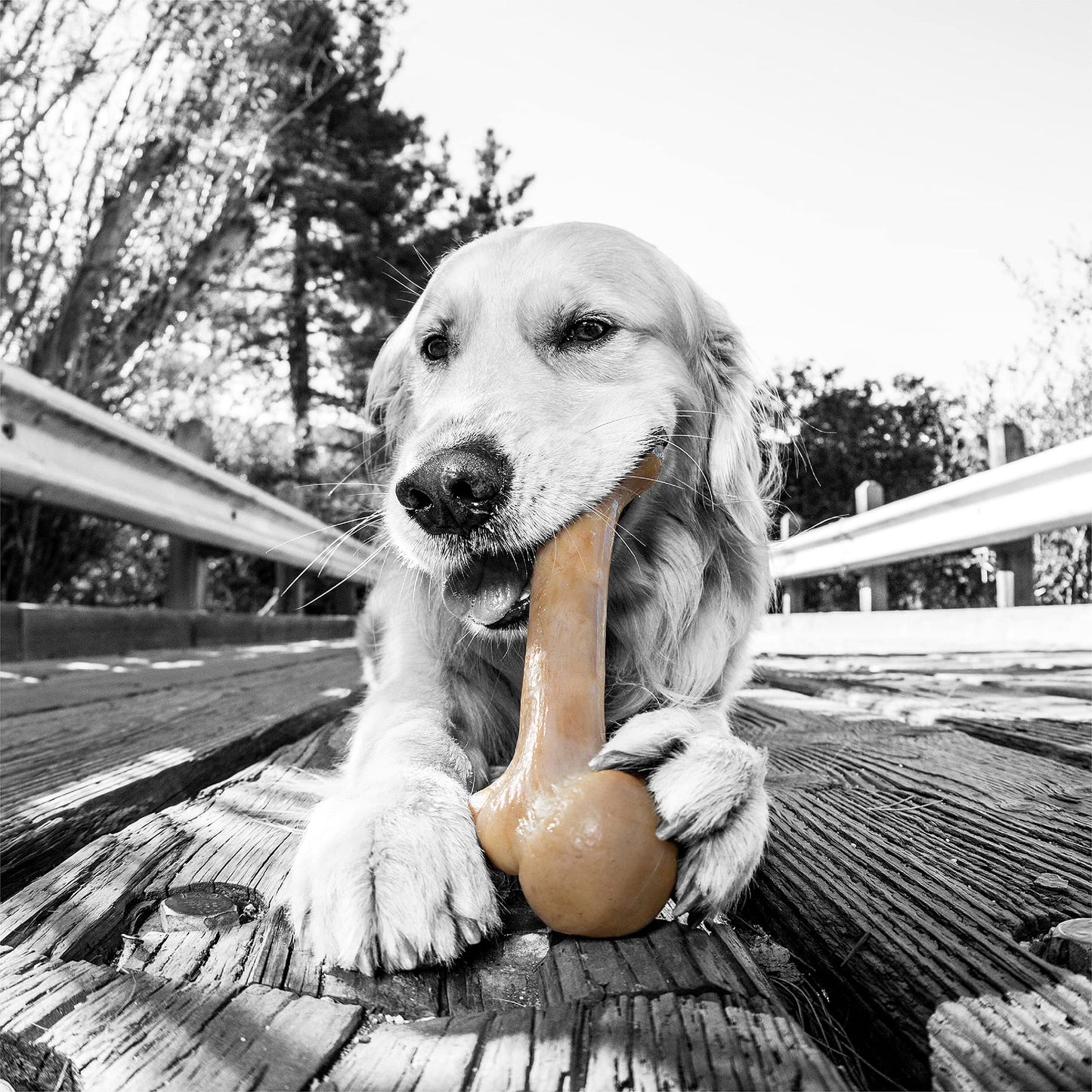 Juguete de Masticación Pet Qwerks Bacon BarkBone para Perros Agresivos Hecho en USA