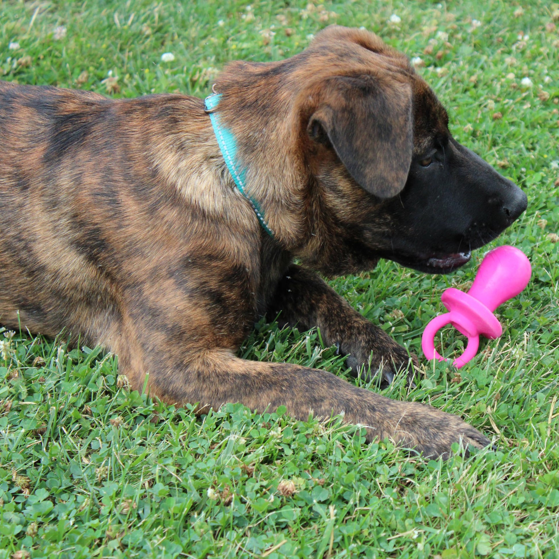 Chupete para perro de látex de 10 cm, los colores pueden variar