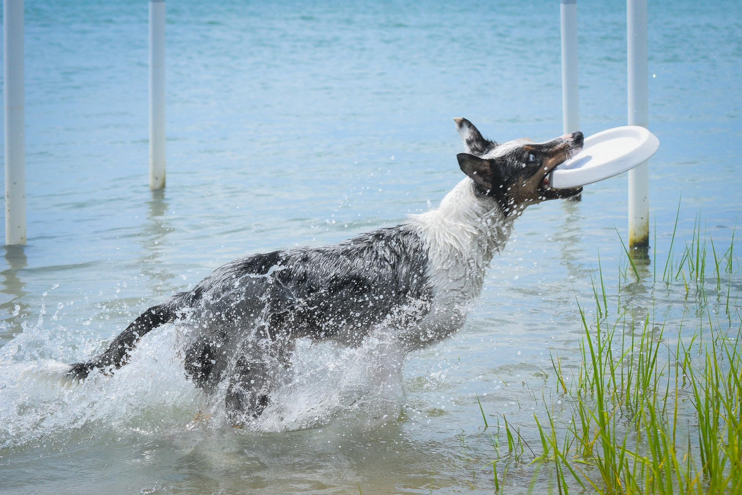 Bluewater - Frisbee para perros, flotante, impermeable, ligero, espuma duradera, disco aerodinámico para perros medianos y grandes, frisbee para buscar, atrapar, buceo, juego, 8.5 pulgadas (rosa)